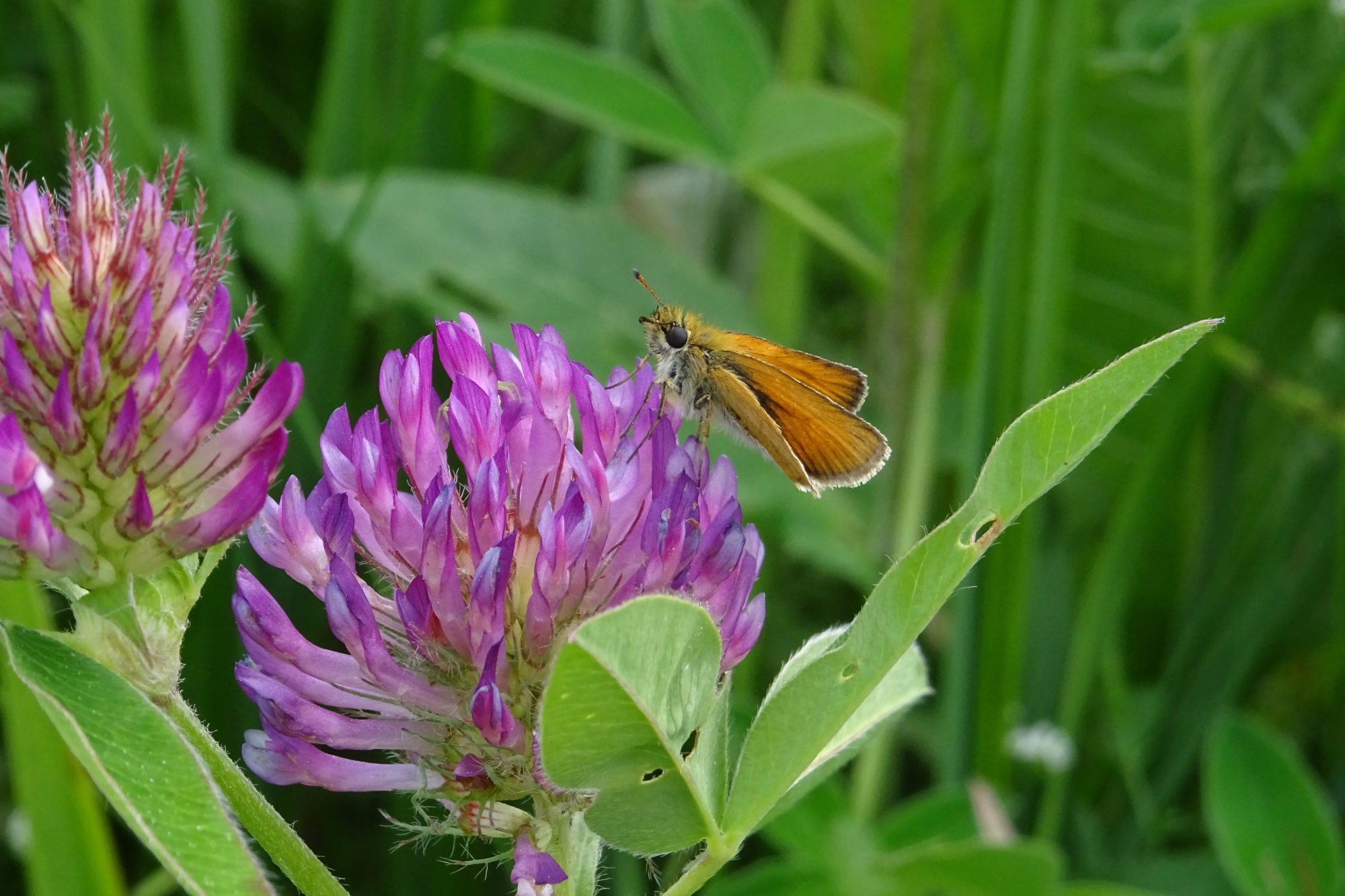 Valokuvaaja: Liisa Niiva-Korpela