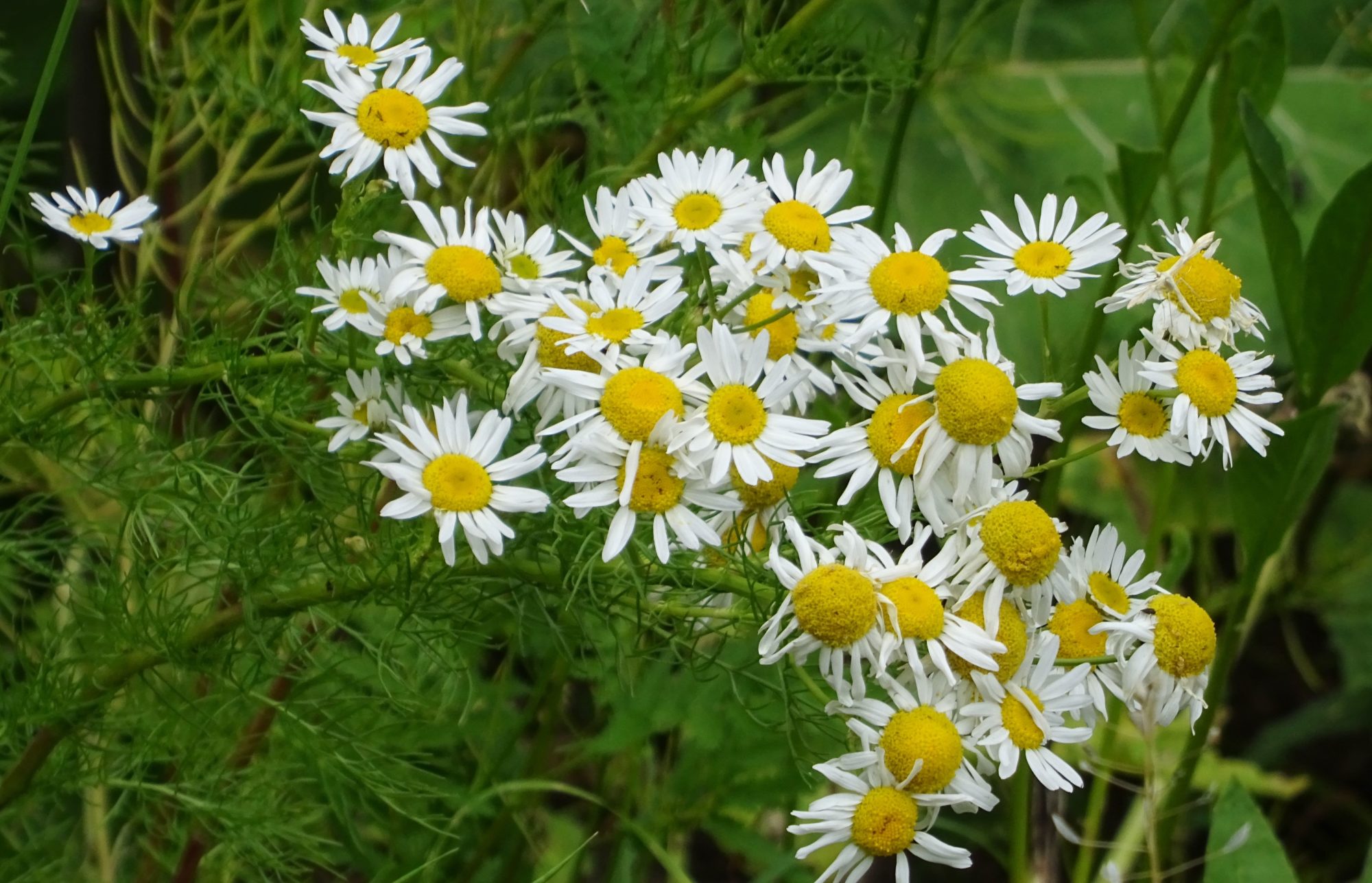 Valokuvaaja: Liisa Niiva-Korpela Valokuvaaja: Liisa Niiva-Korpela