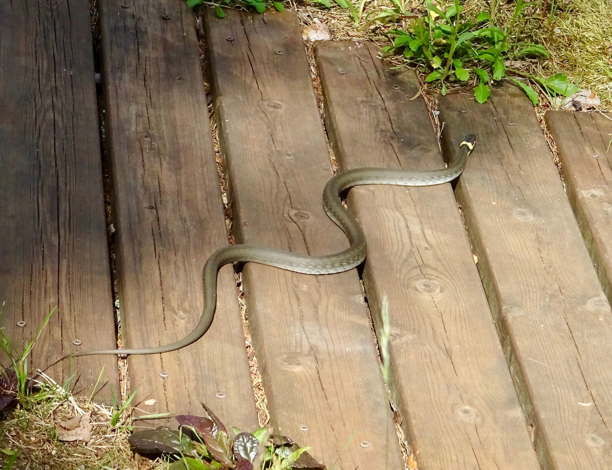 Valokuvaaja: Liisa Niiva-Korpela