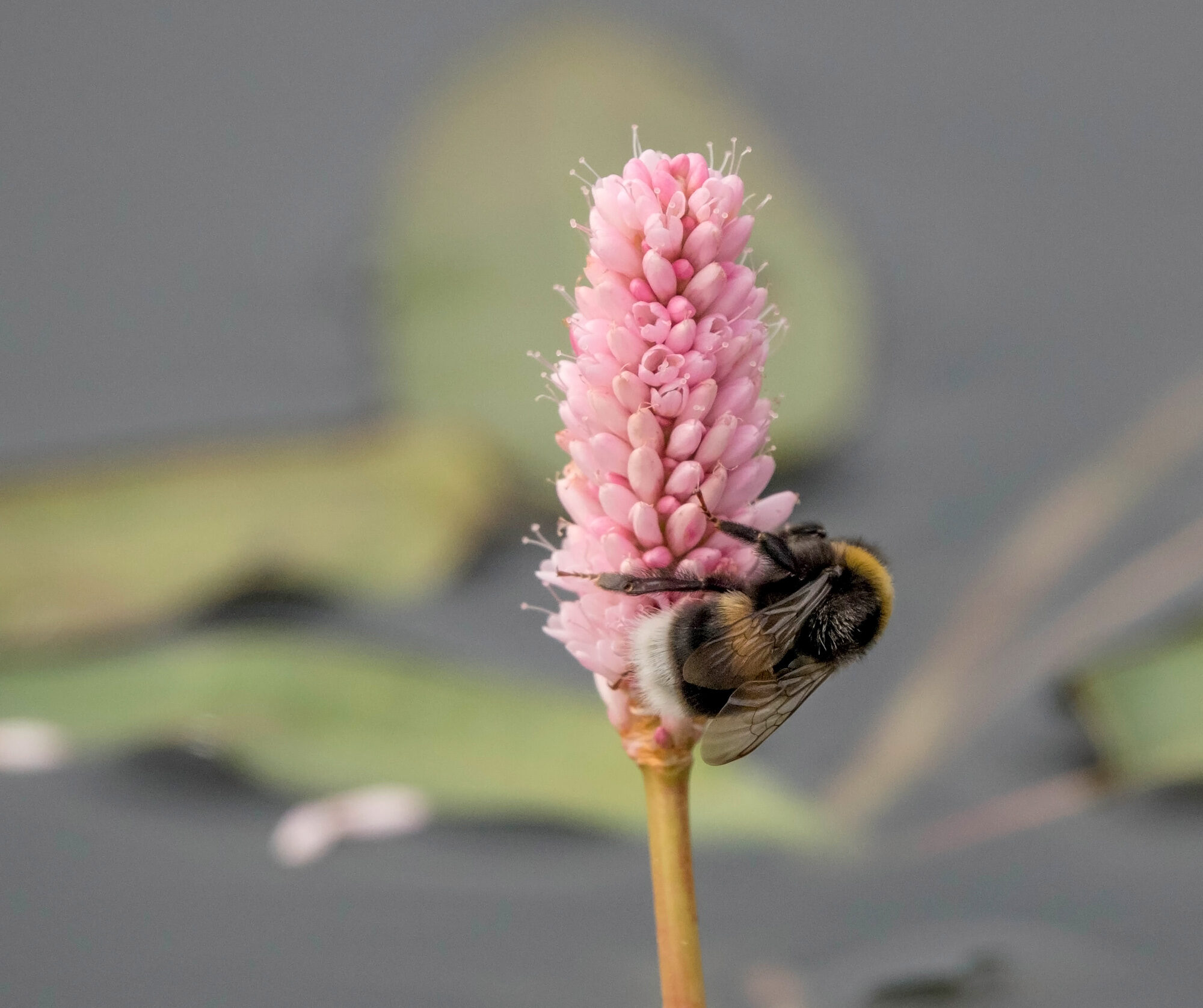 Valokuvaaja: Irma Kortekallio