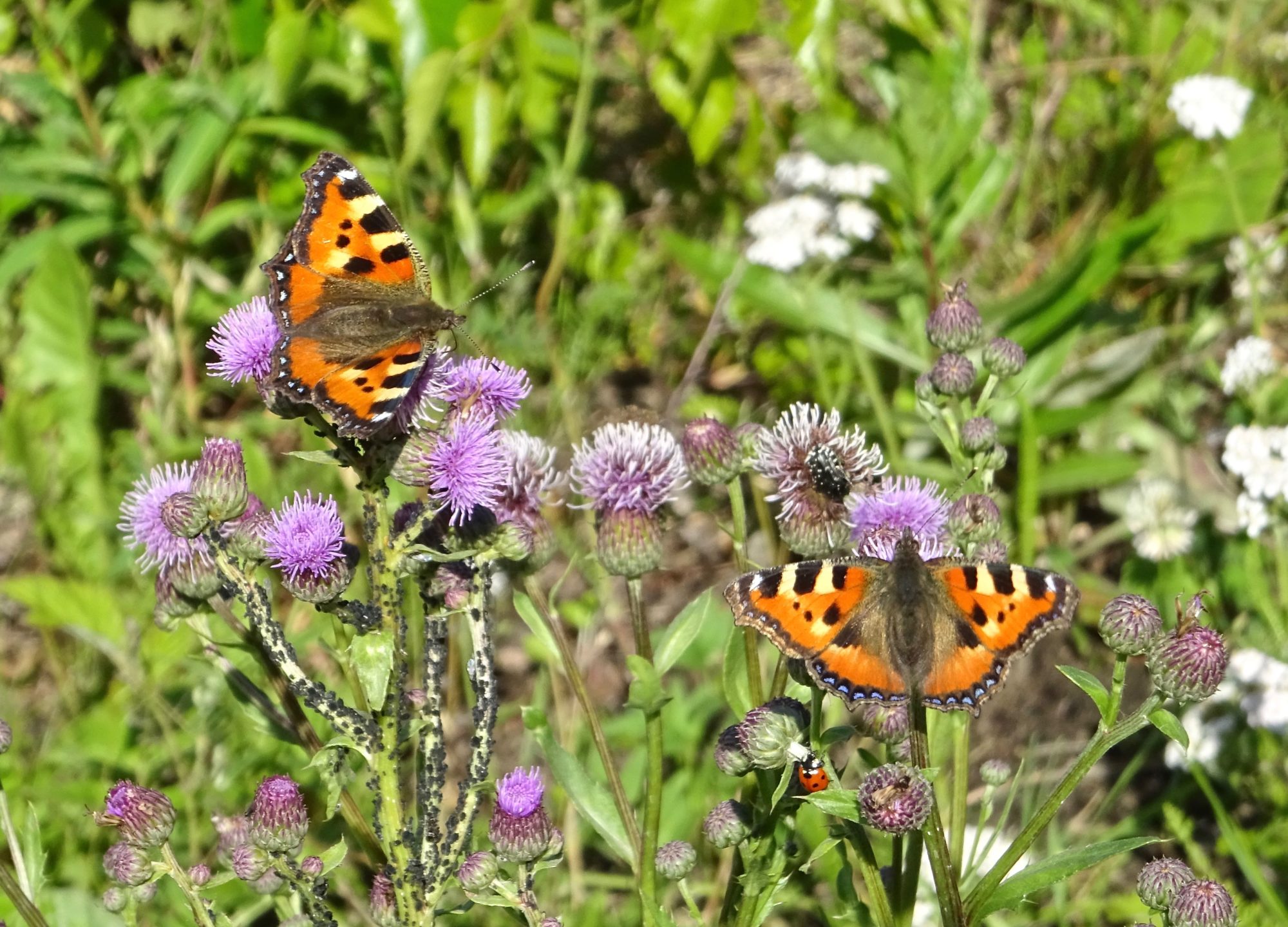 Valokuvaaja: Liisa Niiva-Korpela
