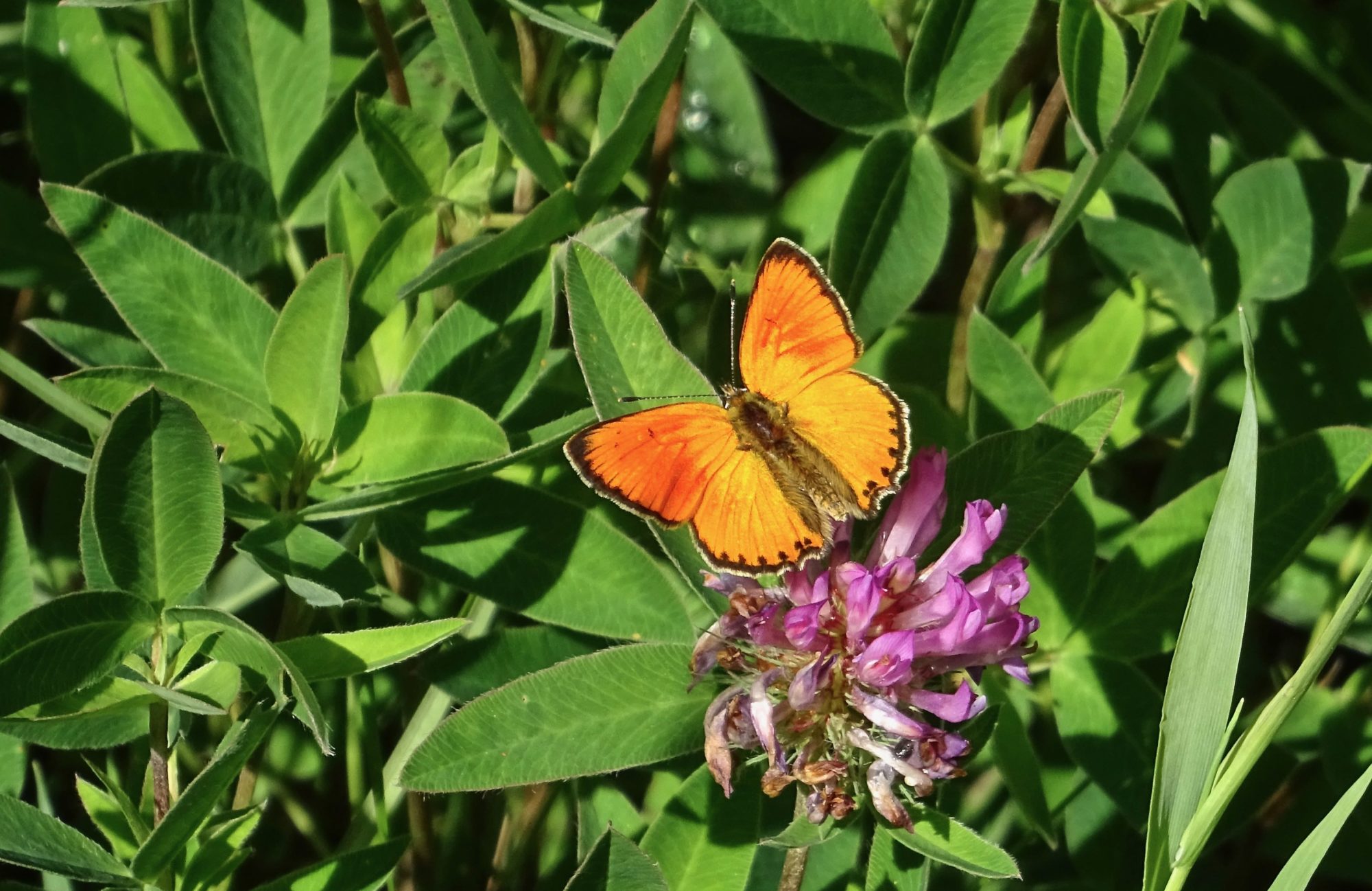 Valokuvaaja: Liisa Niiva-Korpela