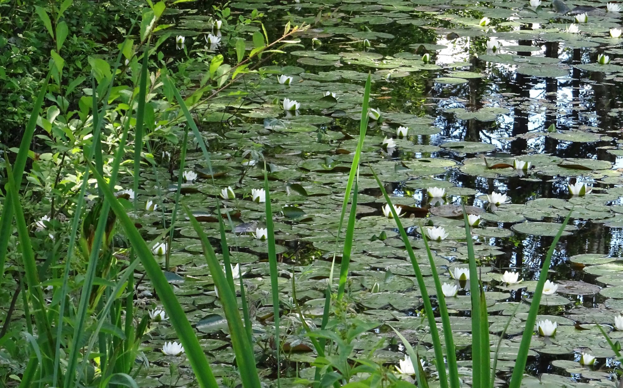 Valokuvaaja: Liisa Niiva-Korpela
