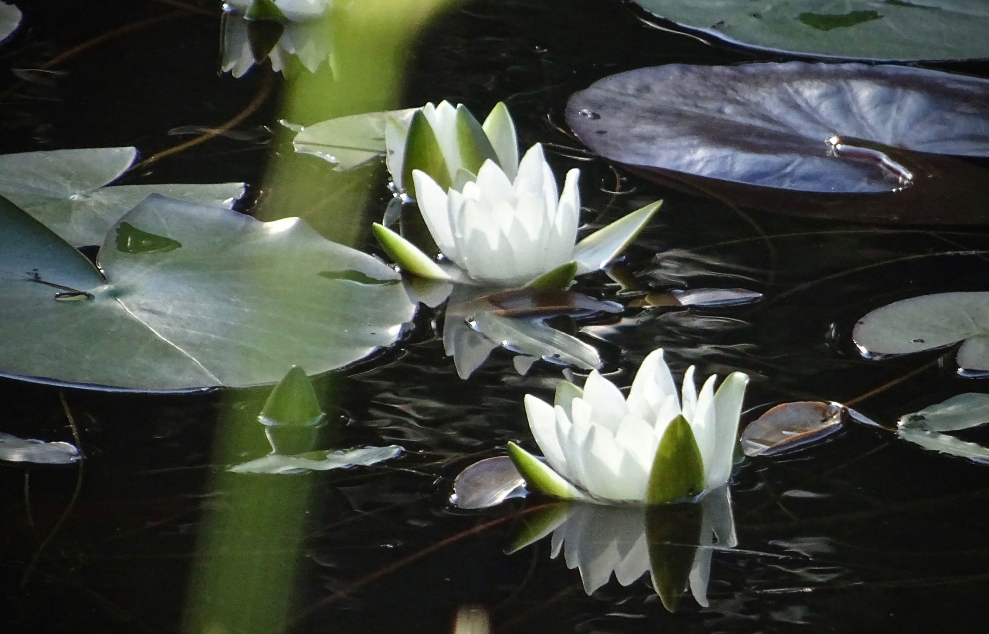 Valokuvaaja: Liisa Niiva-Korpela