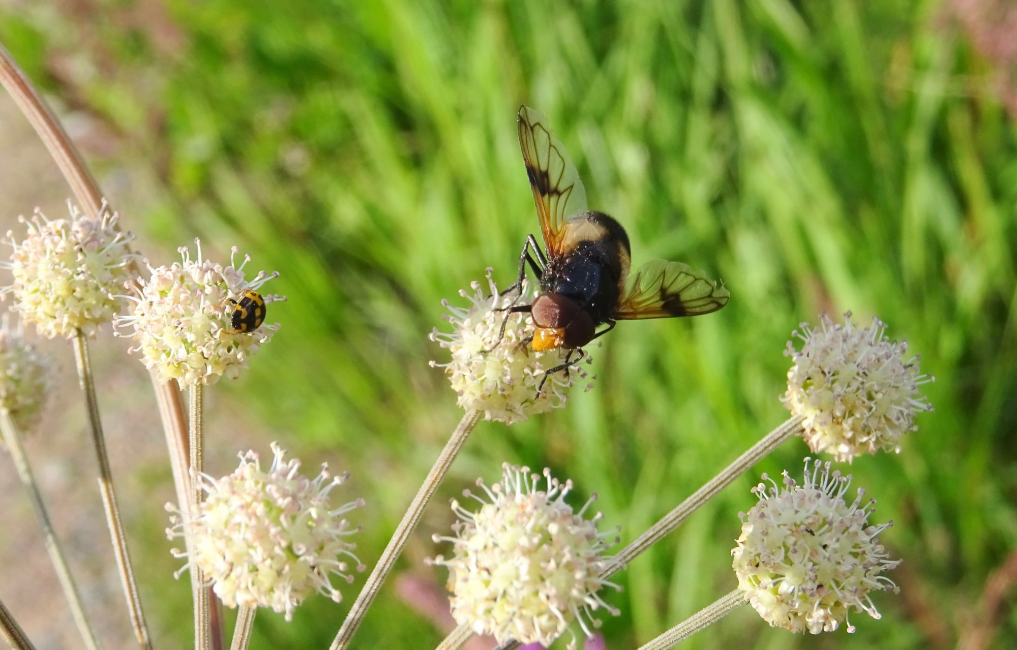 Valokuvaaja: Liisa Niiva-Korpela