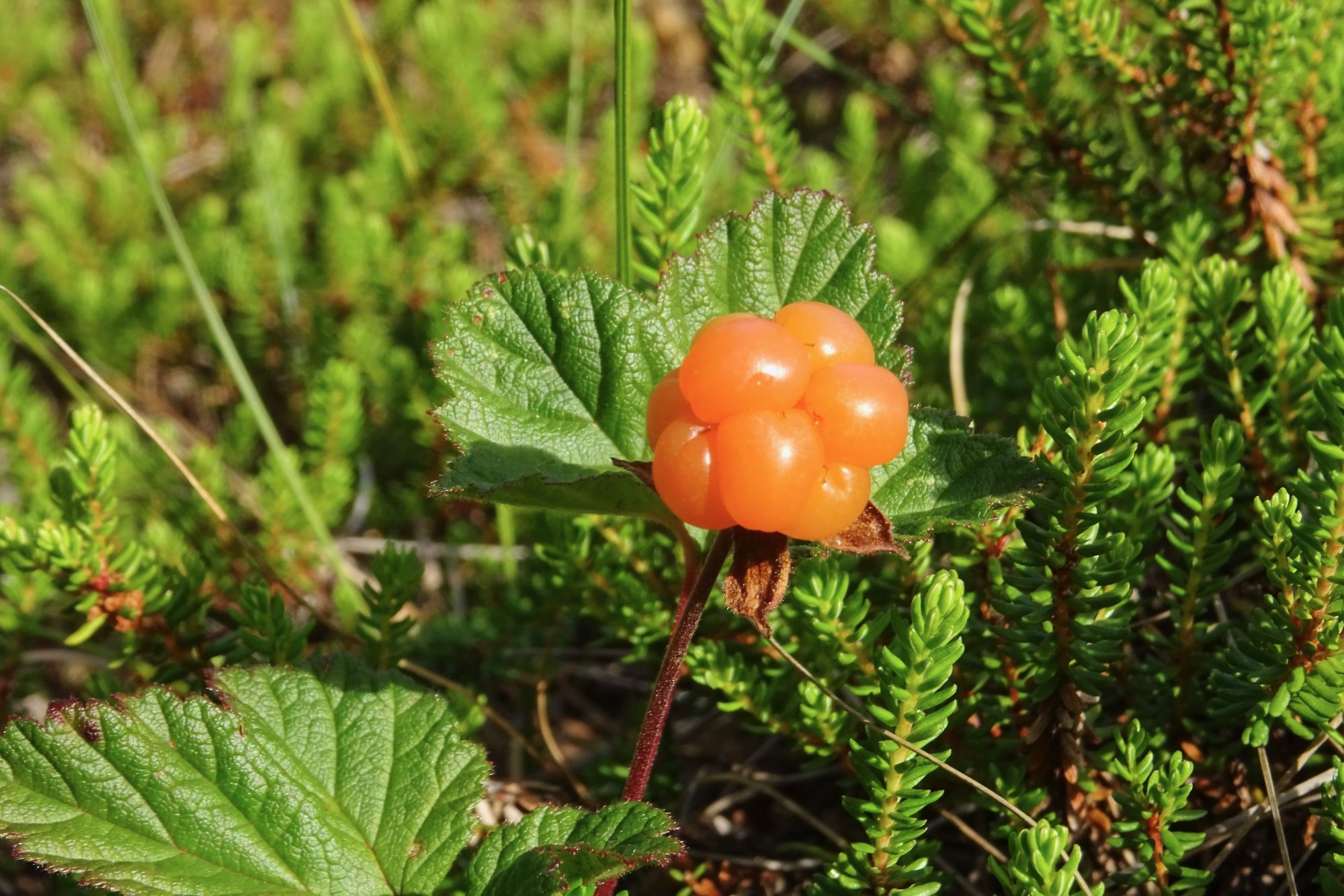 Valokuvaaja: Liisa Niiva-Korpela