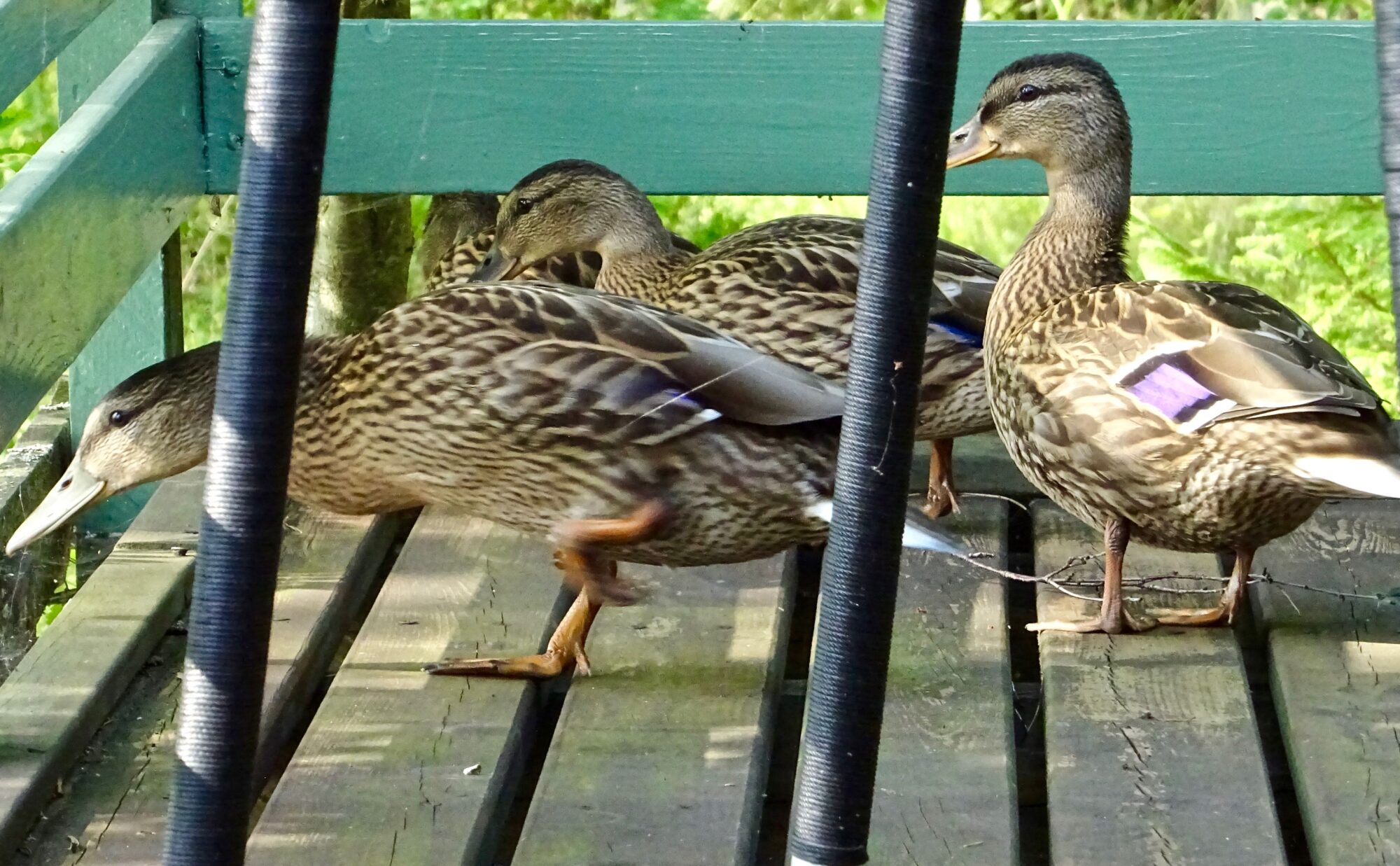 Valokuvaaja: Liisa Niiva-Korpela