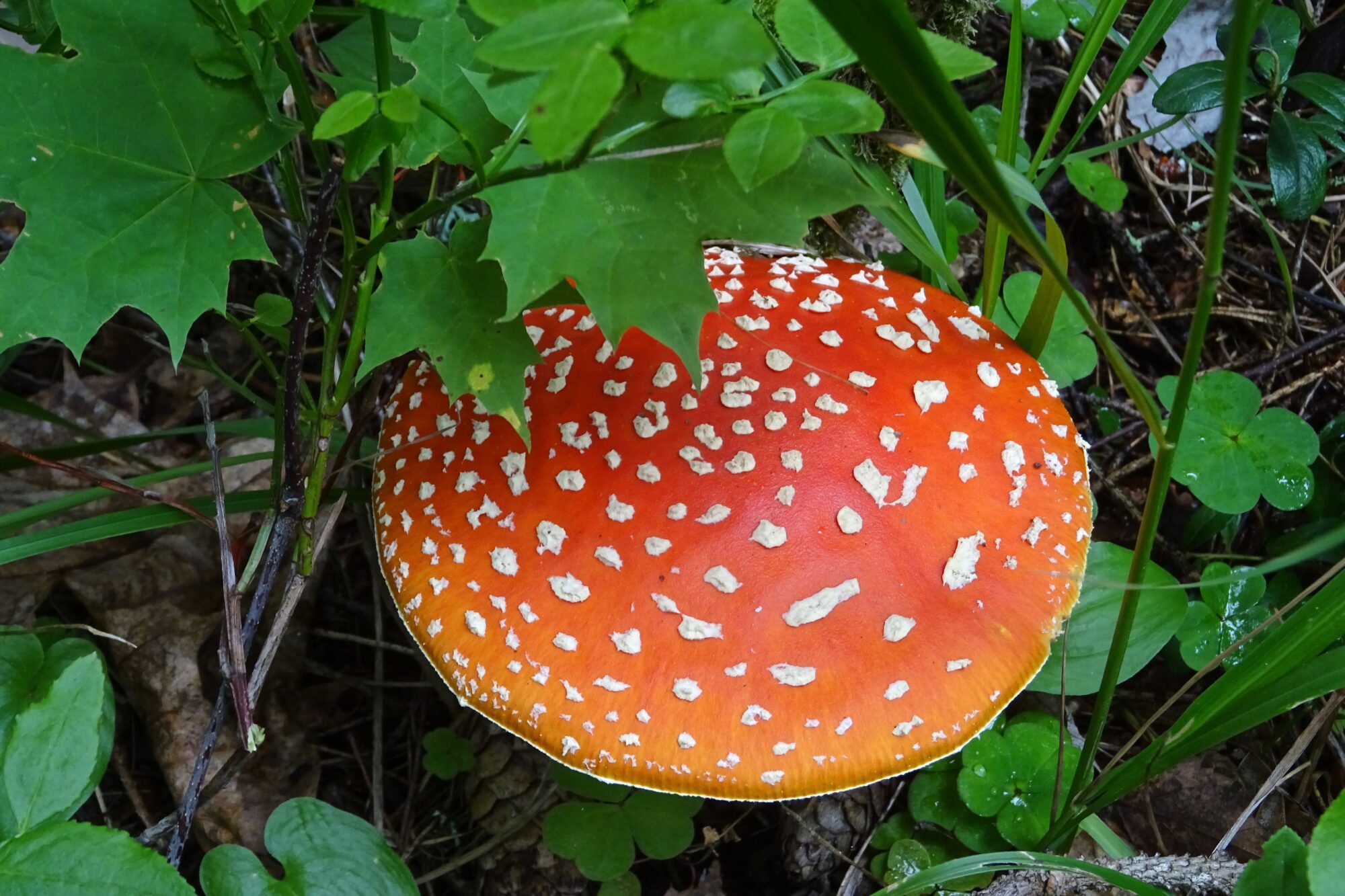 Valokuvaaja: Liisa Niiva-Korpela