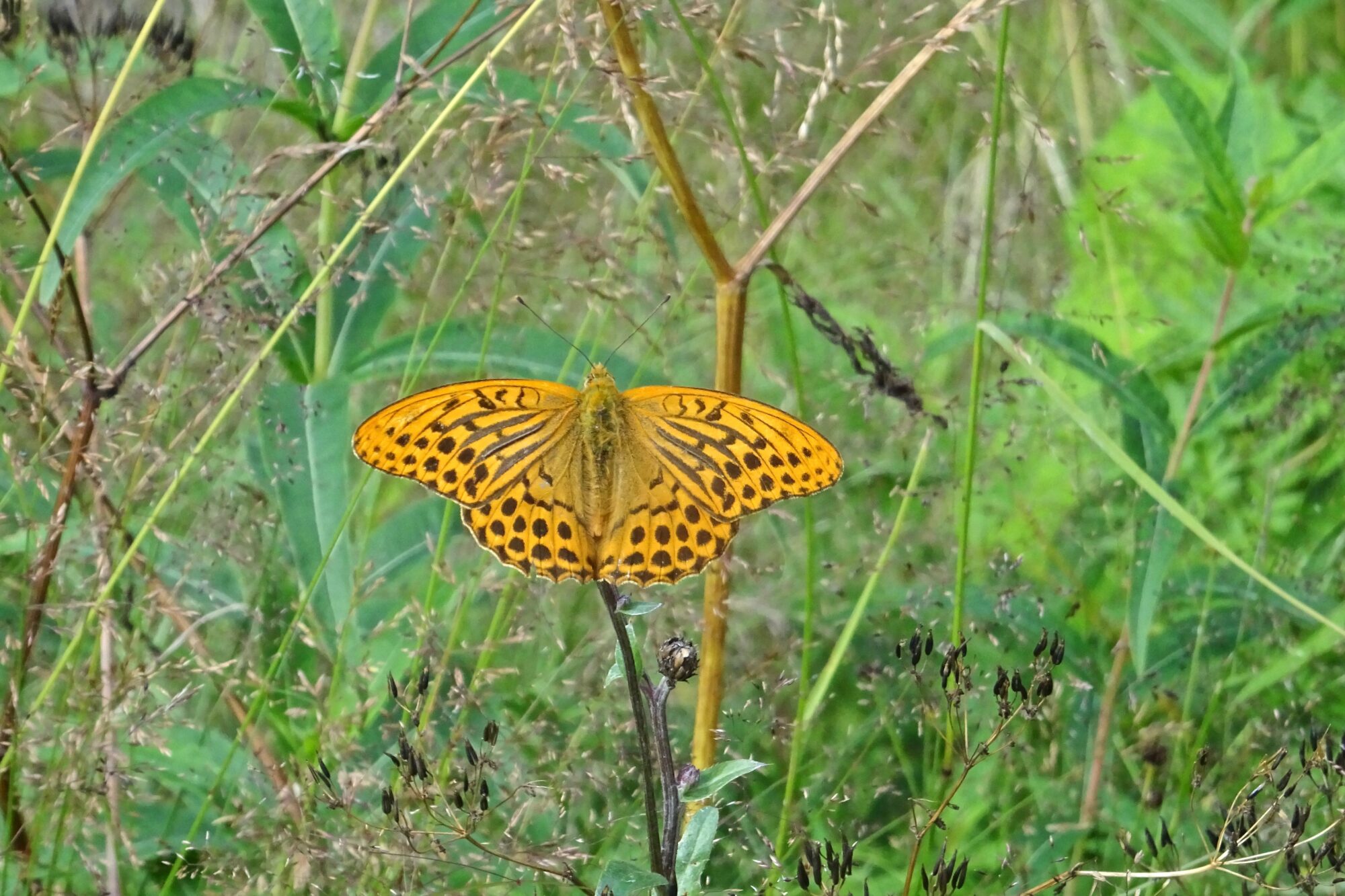 Valokuvaaja: Liisa Niiva-Korpela