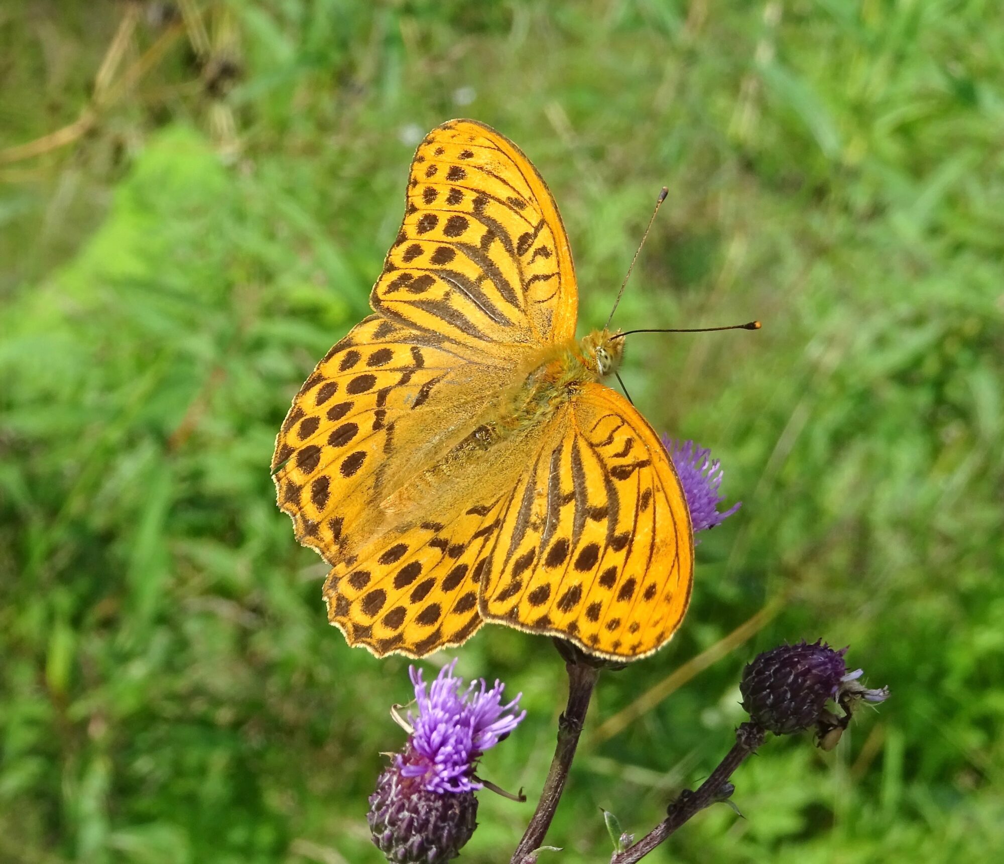 Valokuvaaja: Liisa Niiva-Korpela