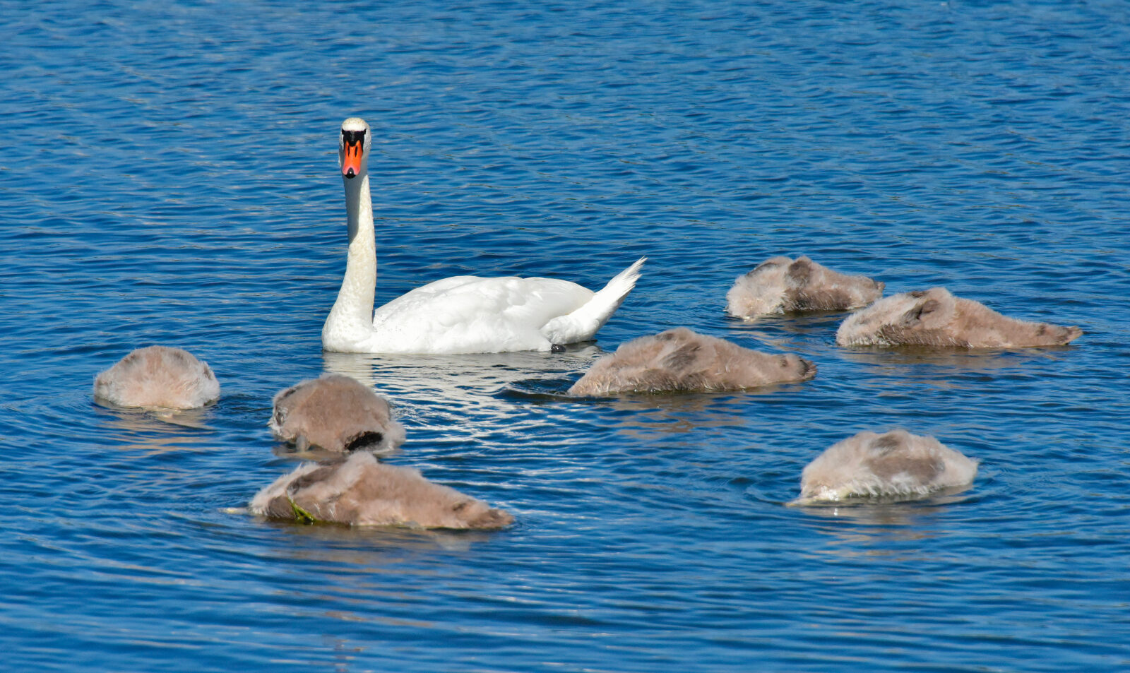 Valokuvaaja: Reijo Juurinen Valokuvaaja: Reijo Juurinen