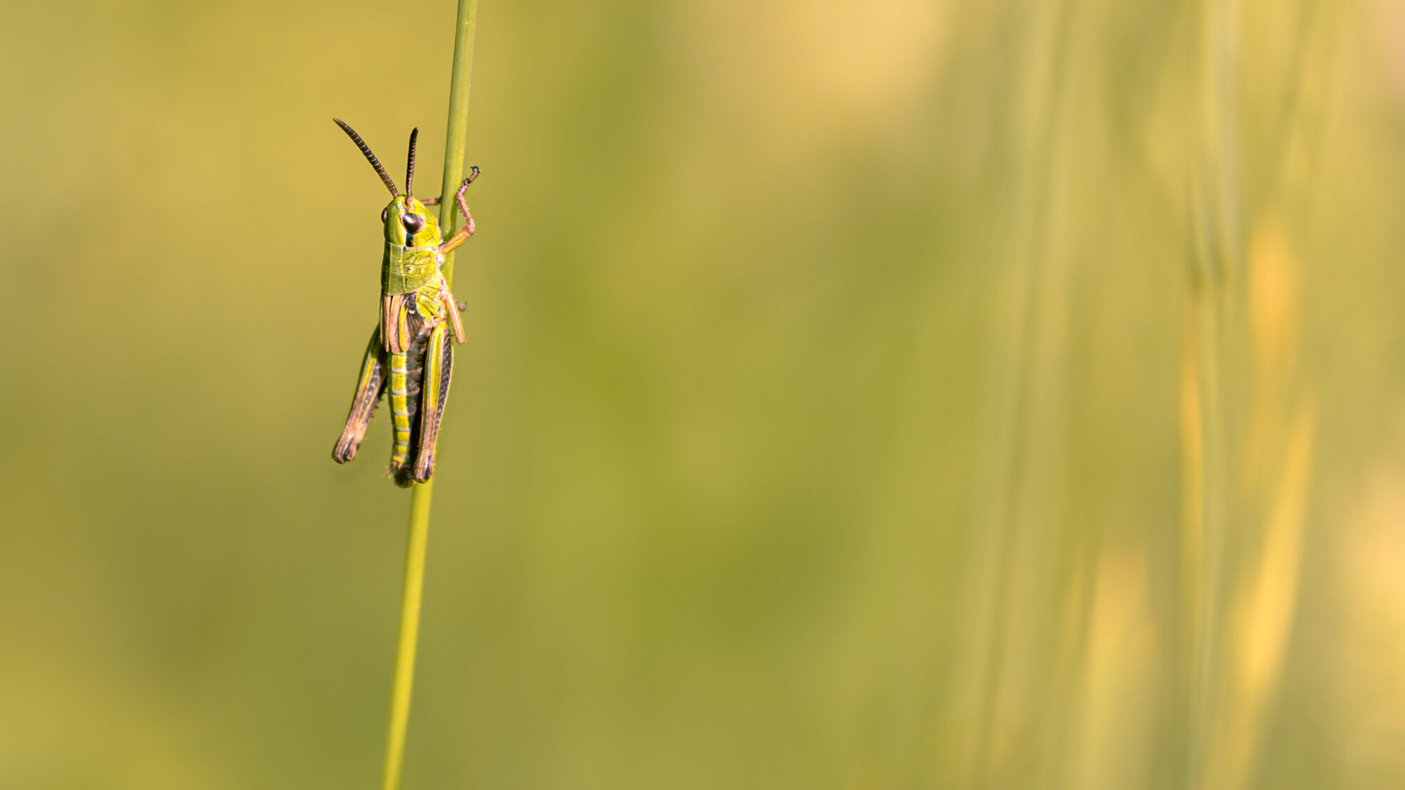 Valokuvaaja: Risto Lavi