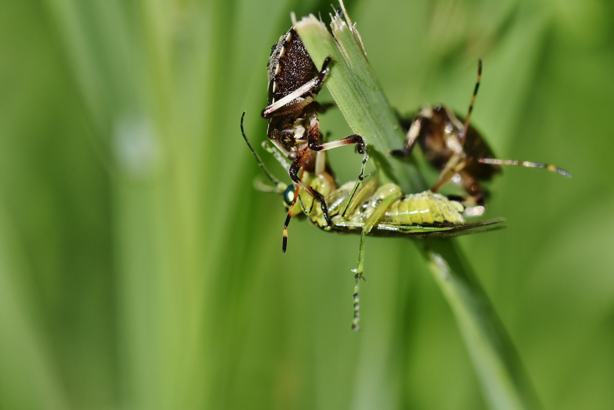 Valokuvaaja: Markku Pelkonen