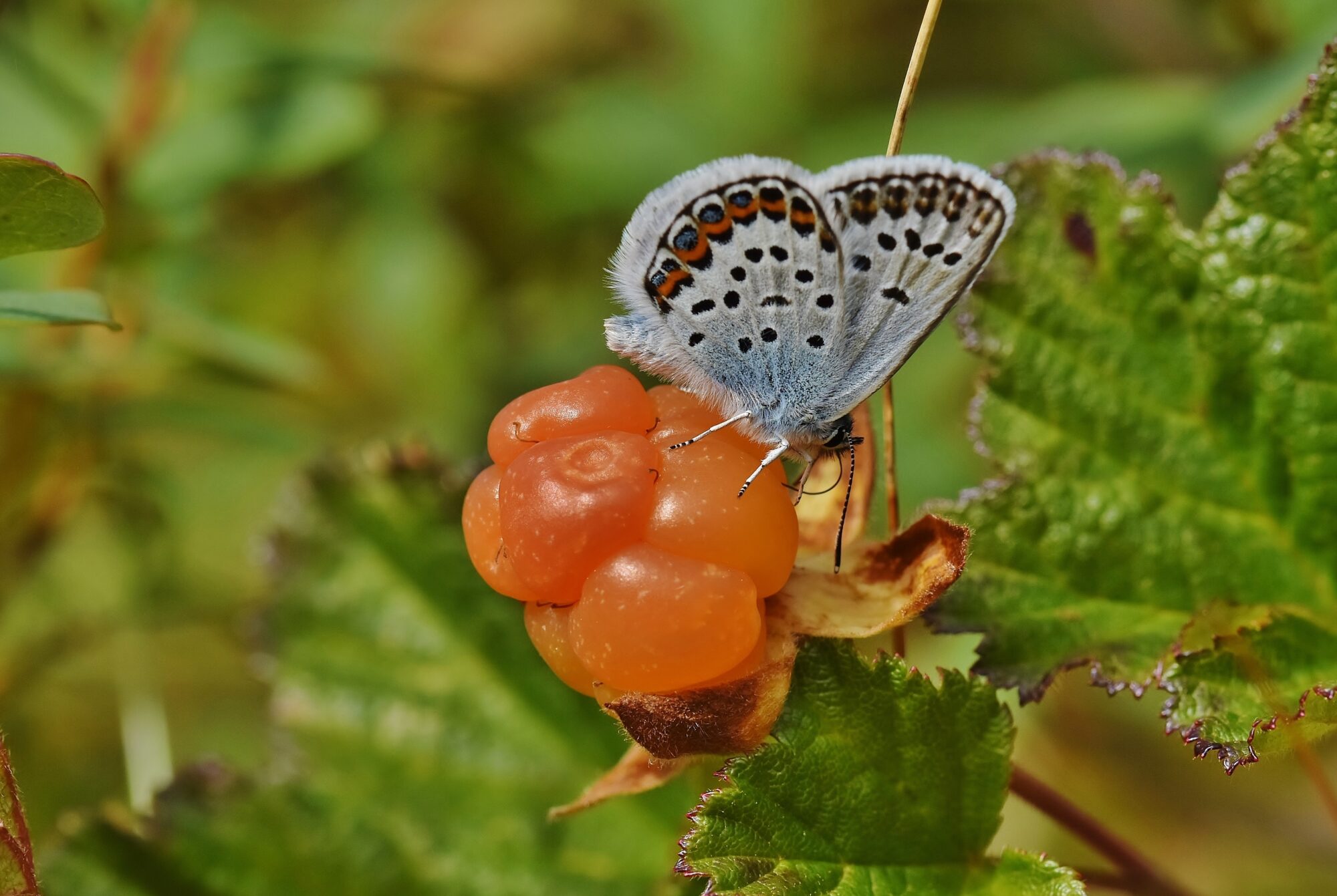 Valokuvaaja: Markku Pelkonen
