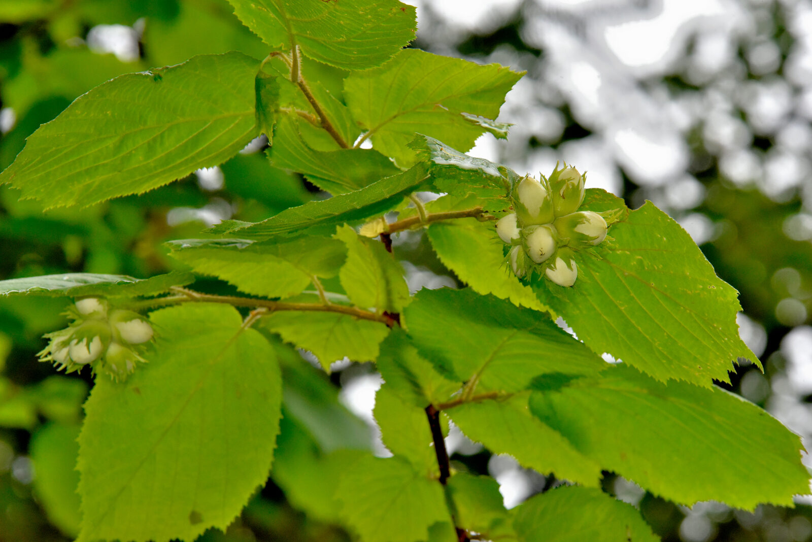 Valokuvaaja: Reijo Juurinen