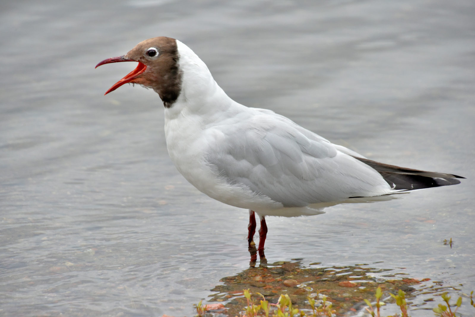 Valokuvaaja: Reijo Juurinen