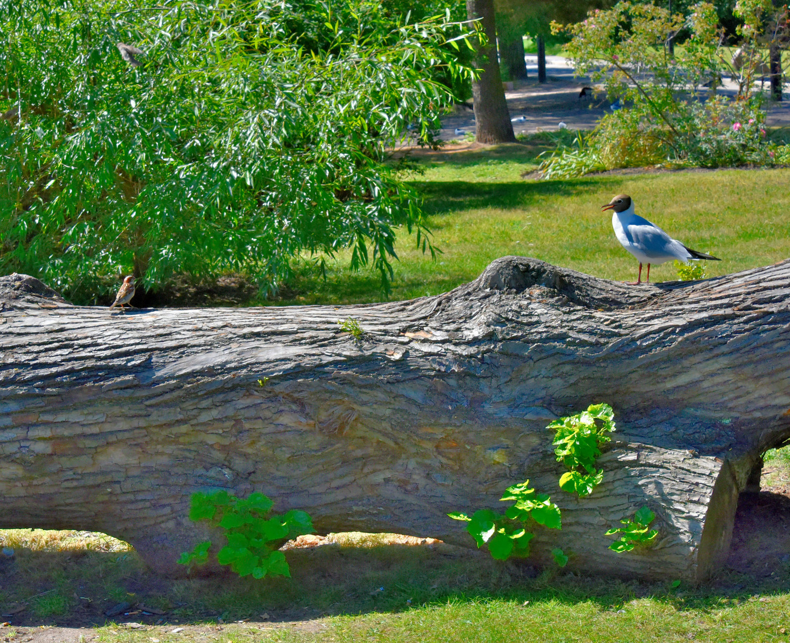 Valokuvaaja: Reijo Juurinen Valokuvaaja: Reijo Juurinen