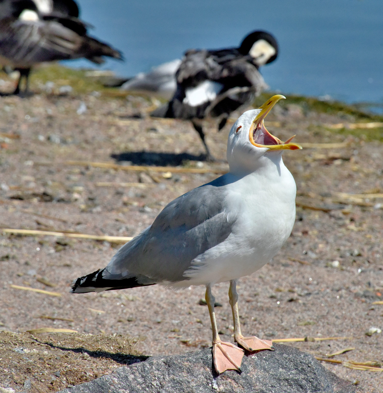 Valokuvaaja: Reijo Juurinen