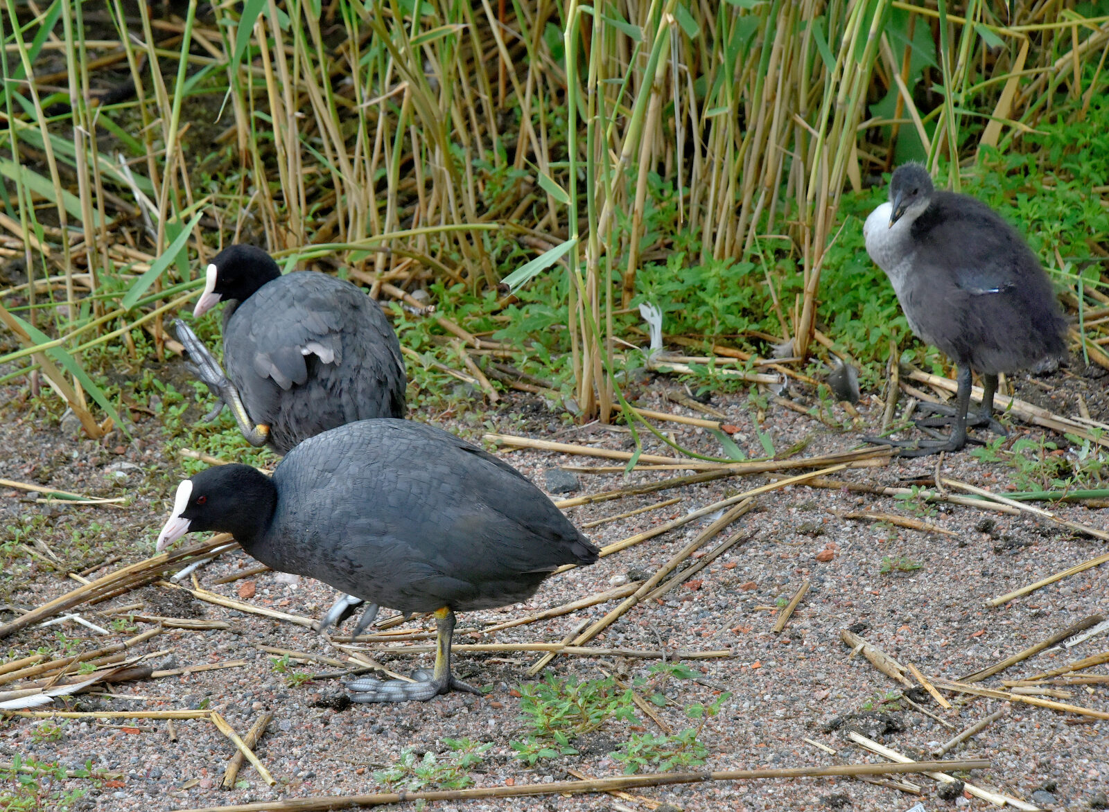 Valokuvaaja: Reijo Juurinen