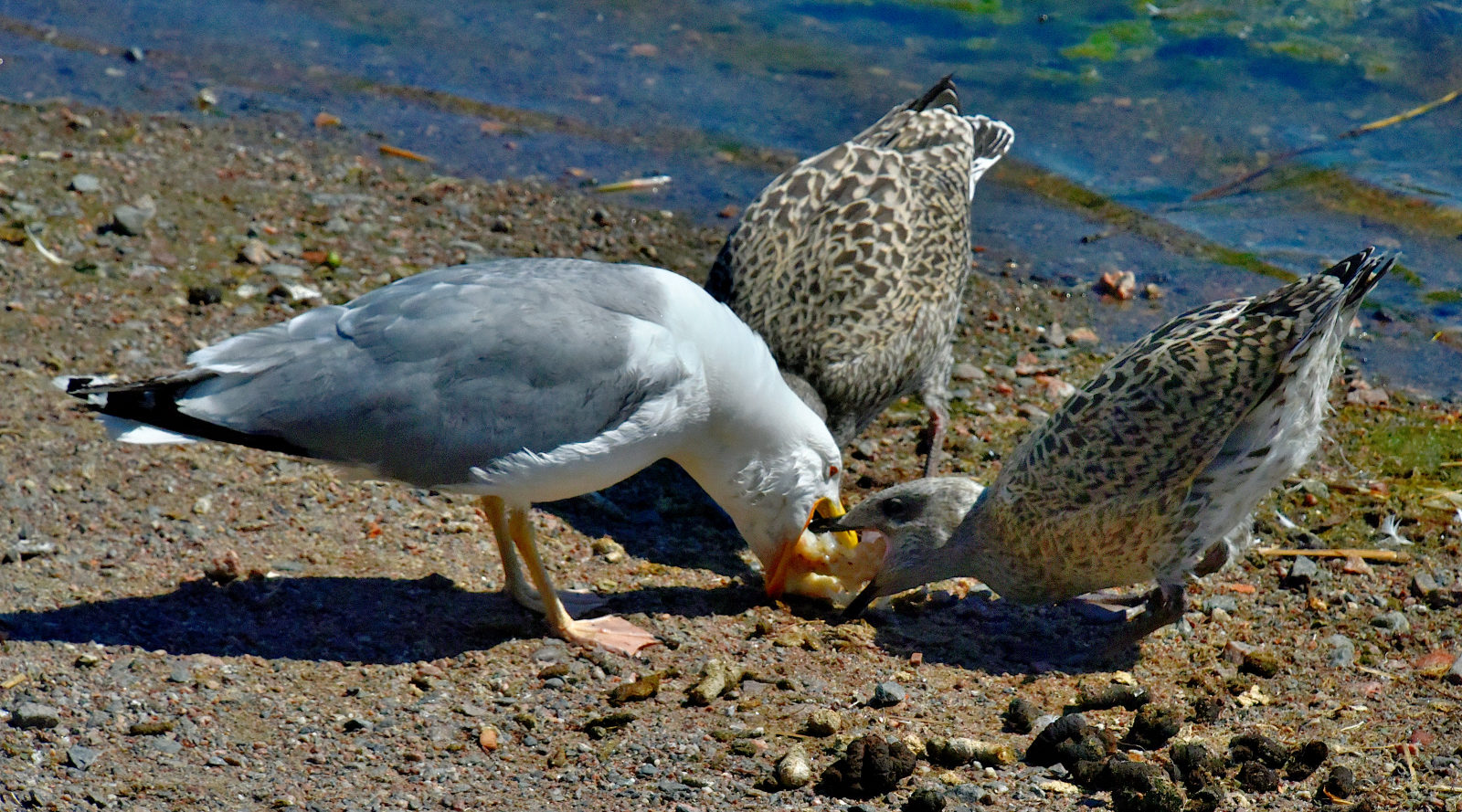 Valokuvaaja: Reijo Juurinen