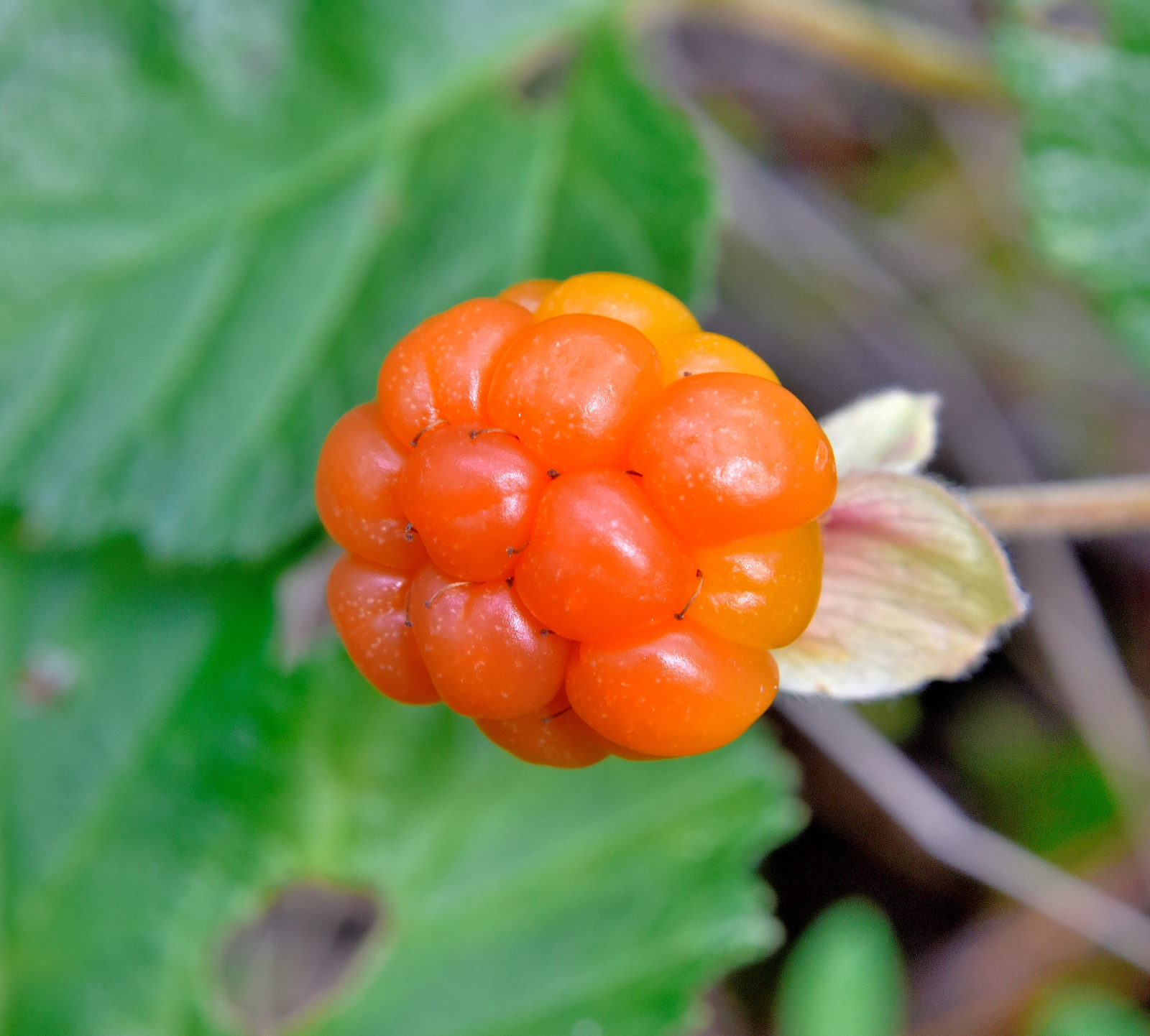 Valokuvaaja: Reijo Juurinen