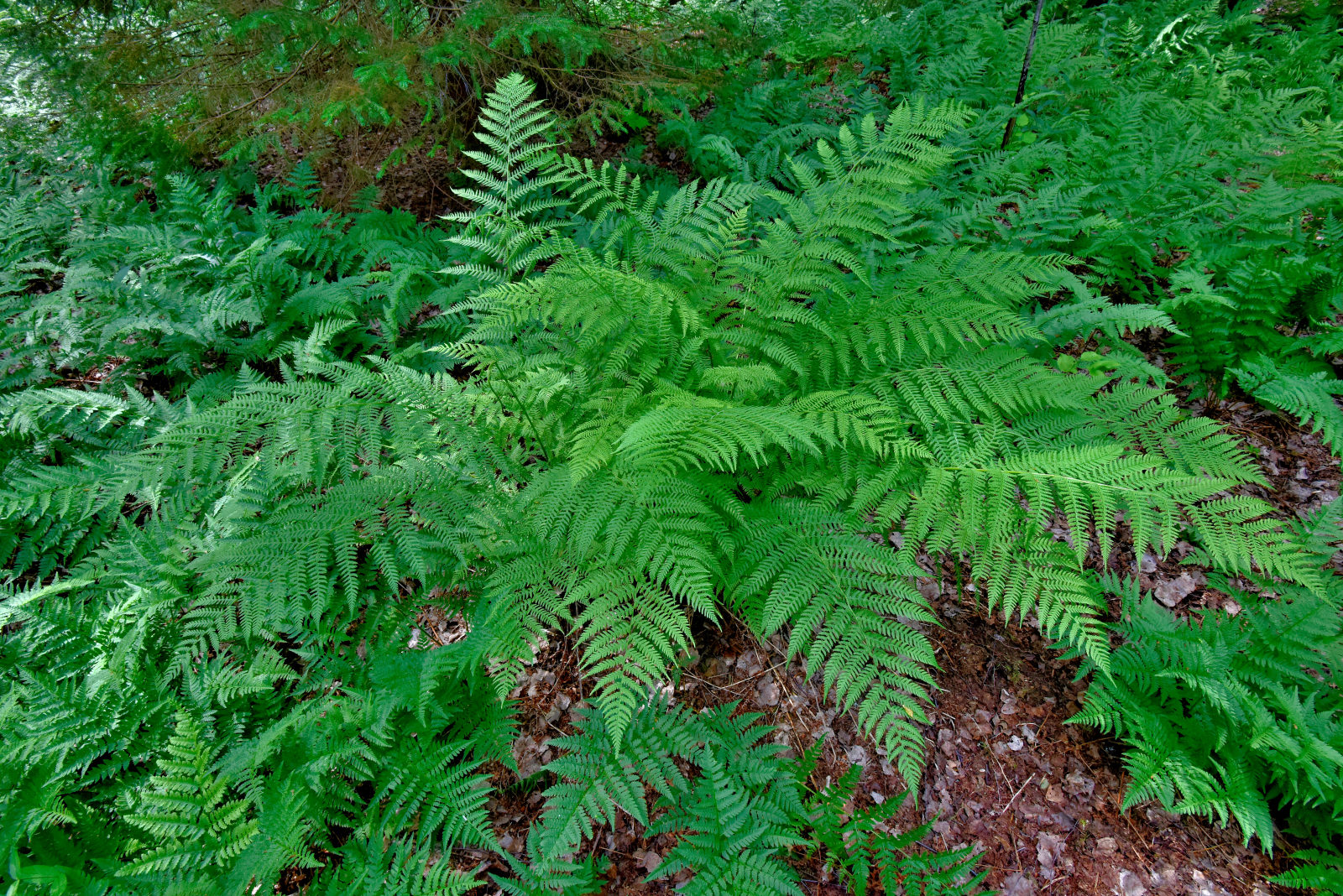 Valokuvaaja: Reijo Juurinen