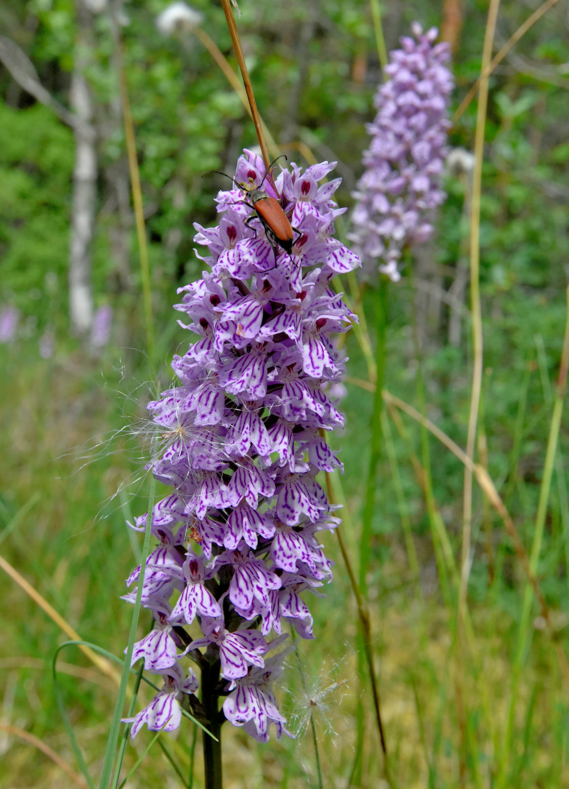 Valokuvaaja: Reijo Juurinen Valokuvaaja: Reijo Juurinen