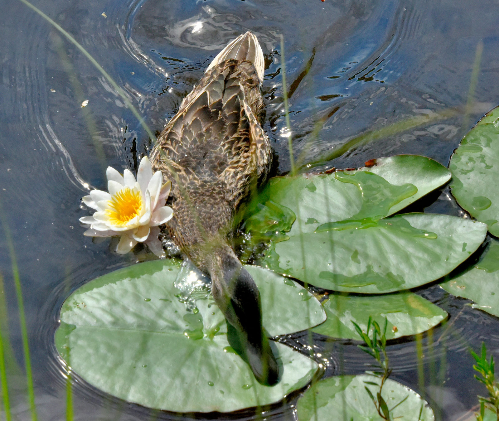 Valokuvaaja: Reijo Juurinen