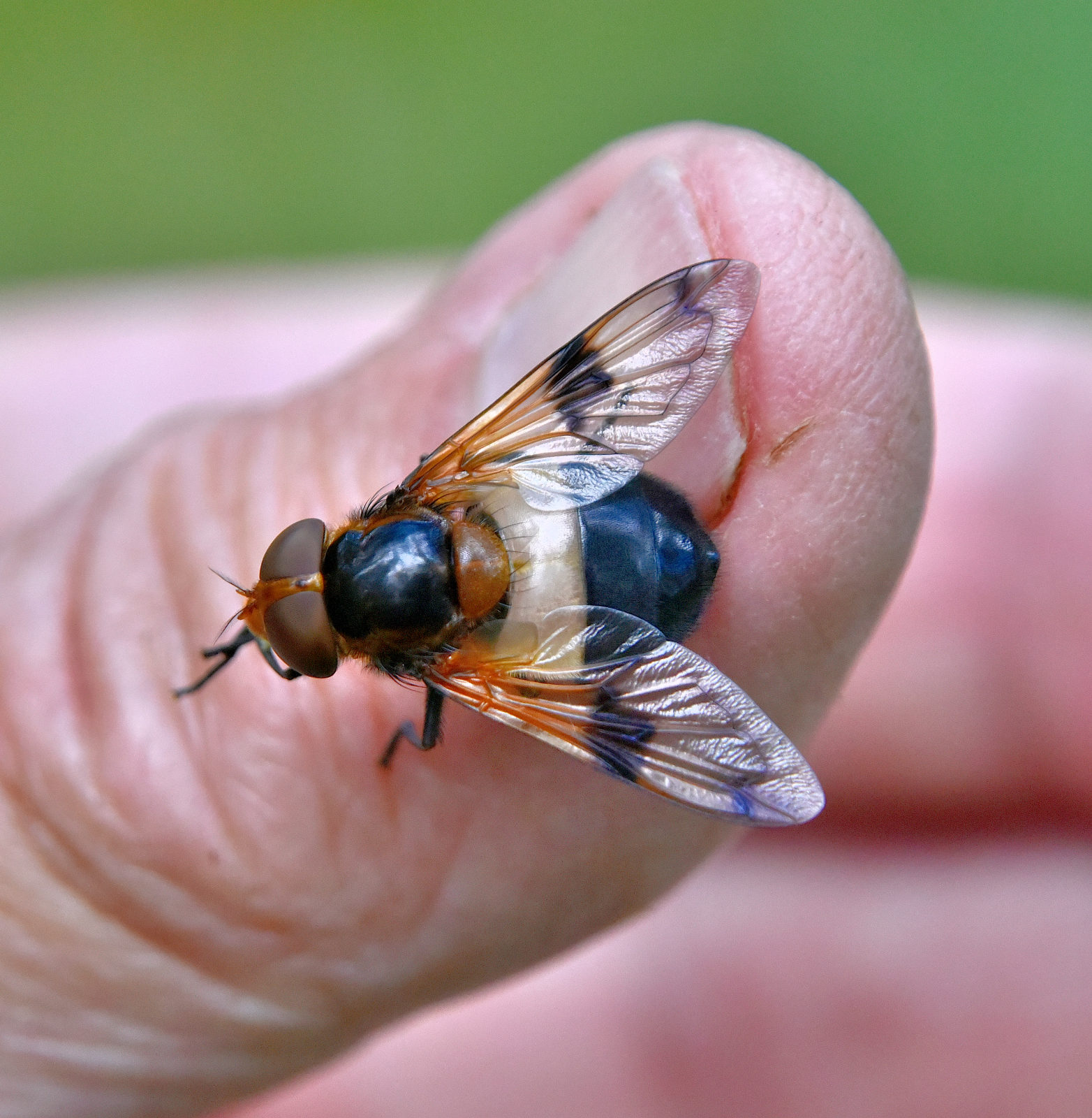 Valokuvaaja: Reijo Juurinen