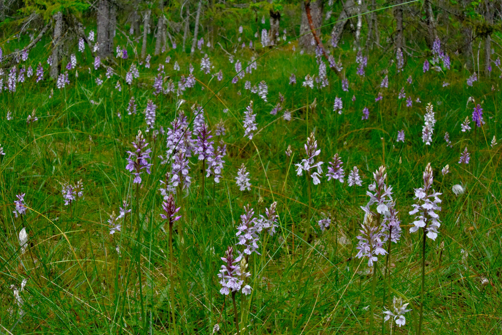 Valokuvaaja: Reijo Juurinen