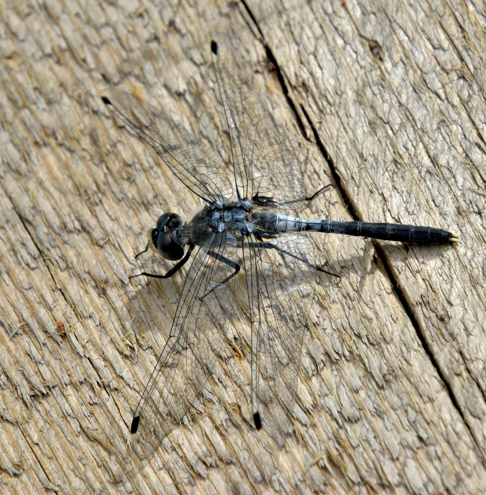 Valokuvaaja: Reijo Juurinen