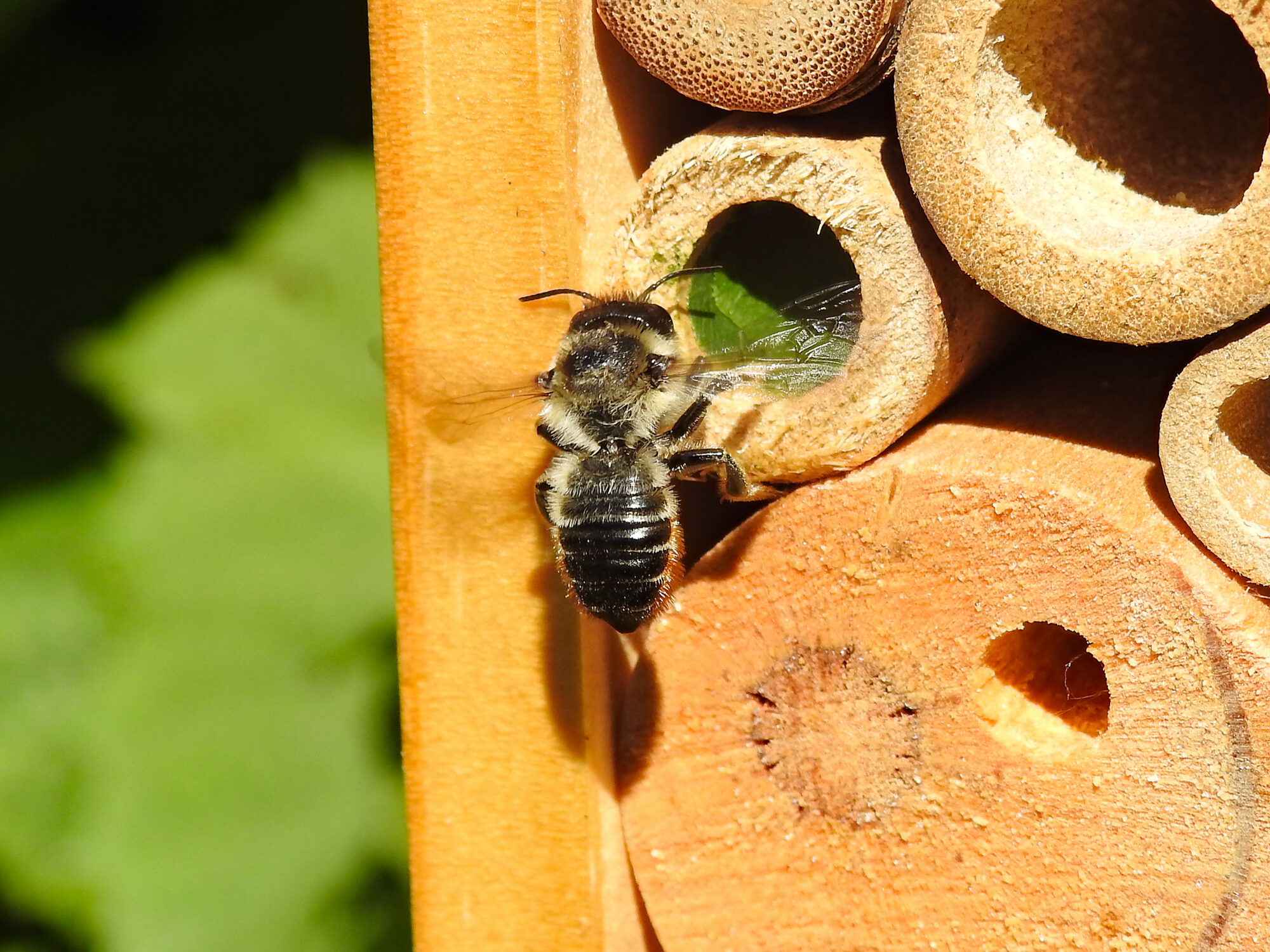 Valokuvaaja: Paavo Siukonen
