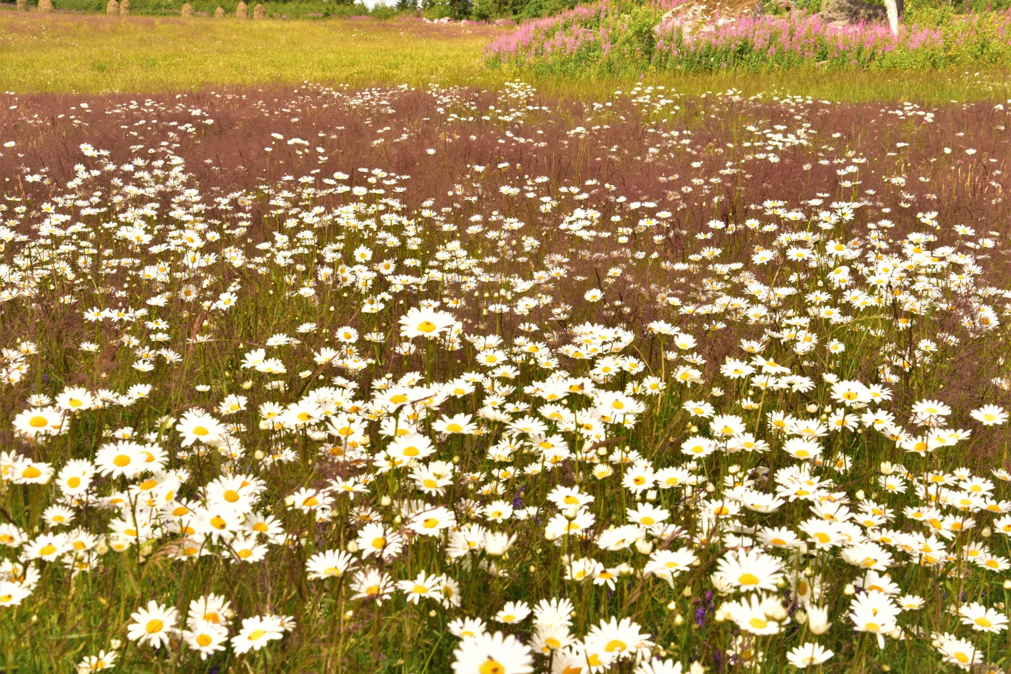 Valokuvaaja: Lahja Toivanen Valokuvaaja: Lahja Toivanen