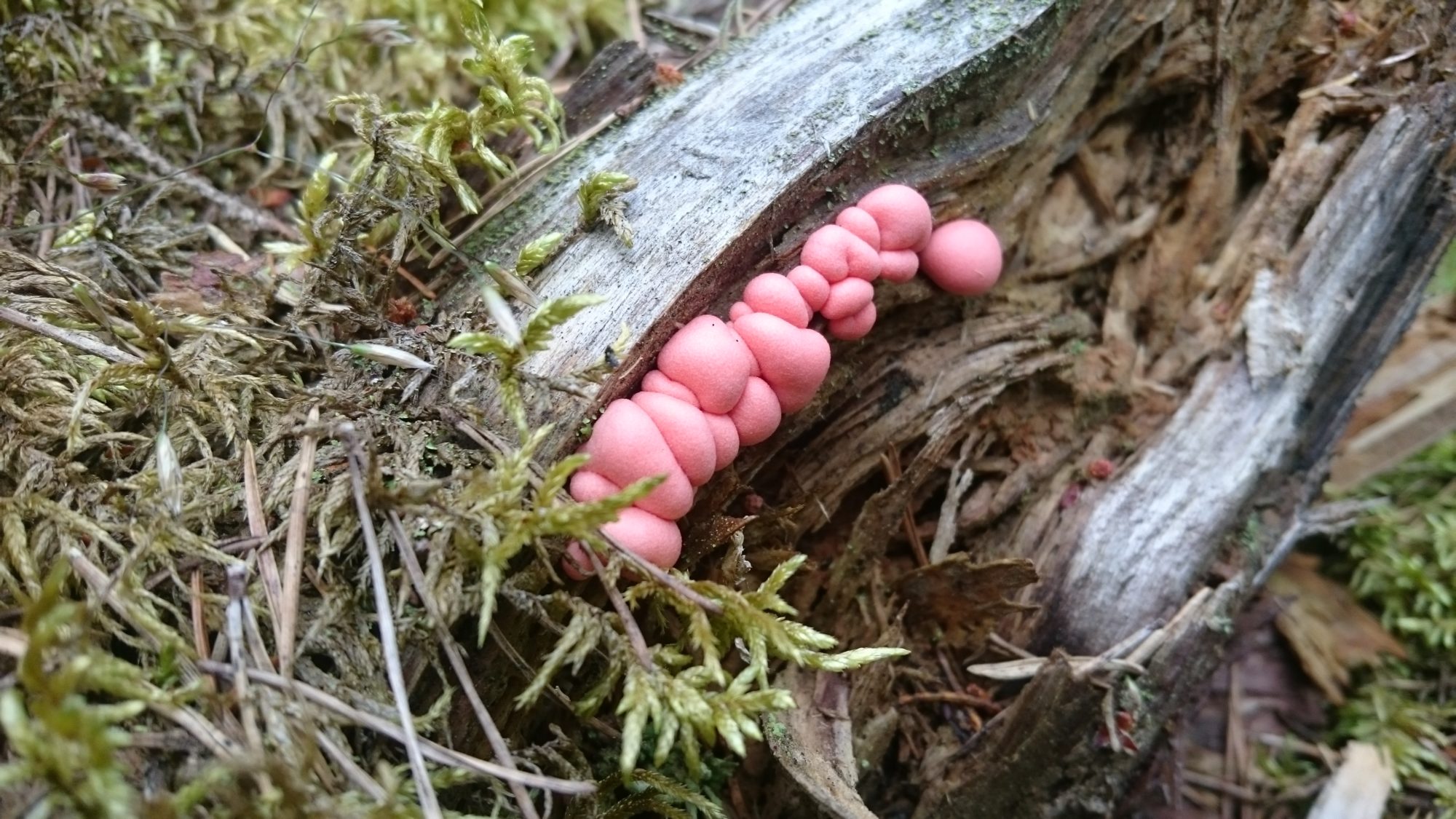 Valokuvaaja: Soili Vesanen