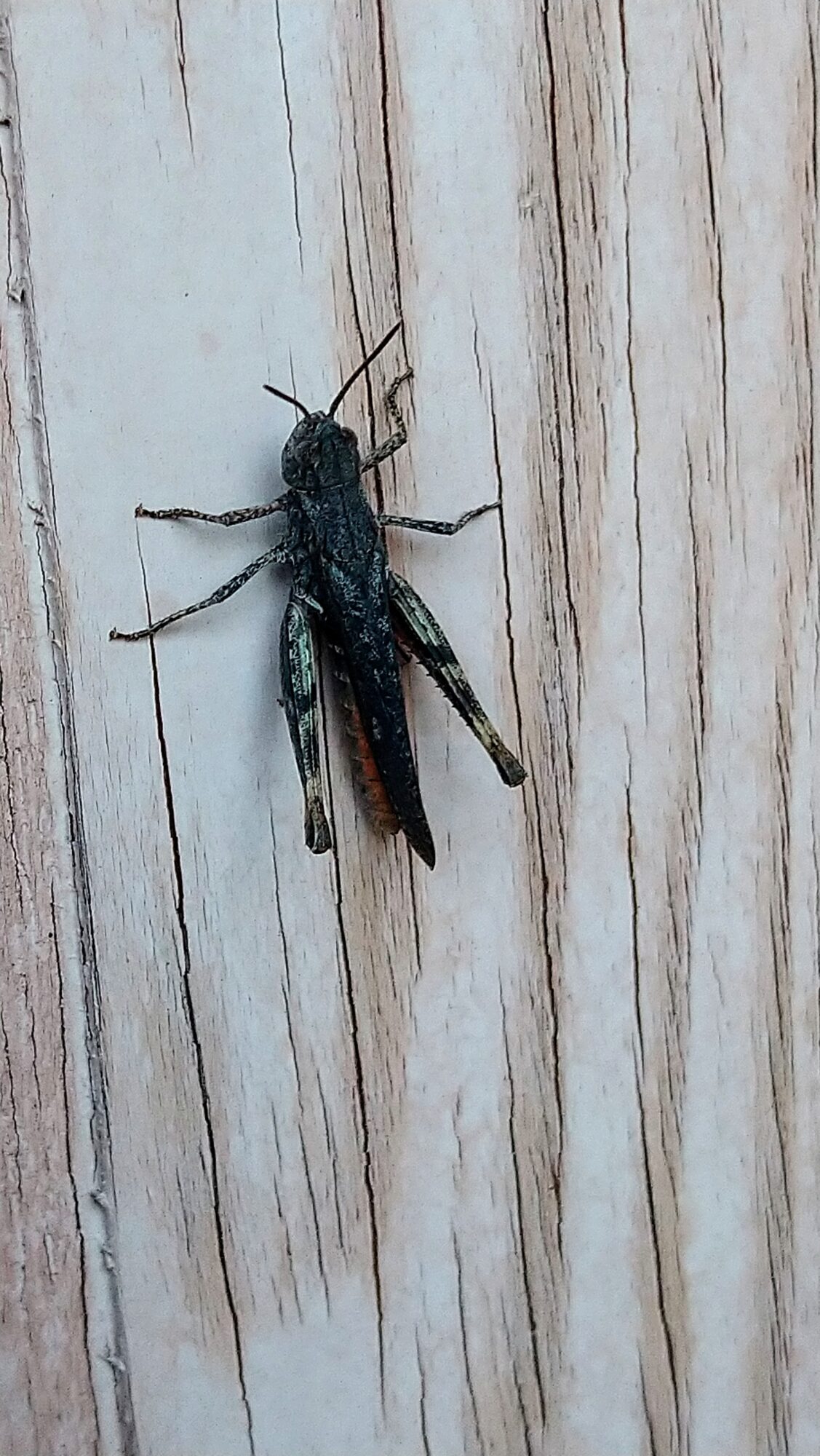 Valokuvaaja: Lilli Kelomaa