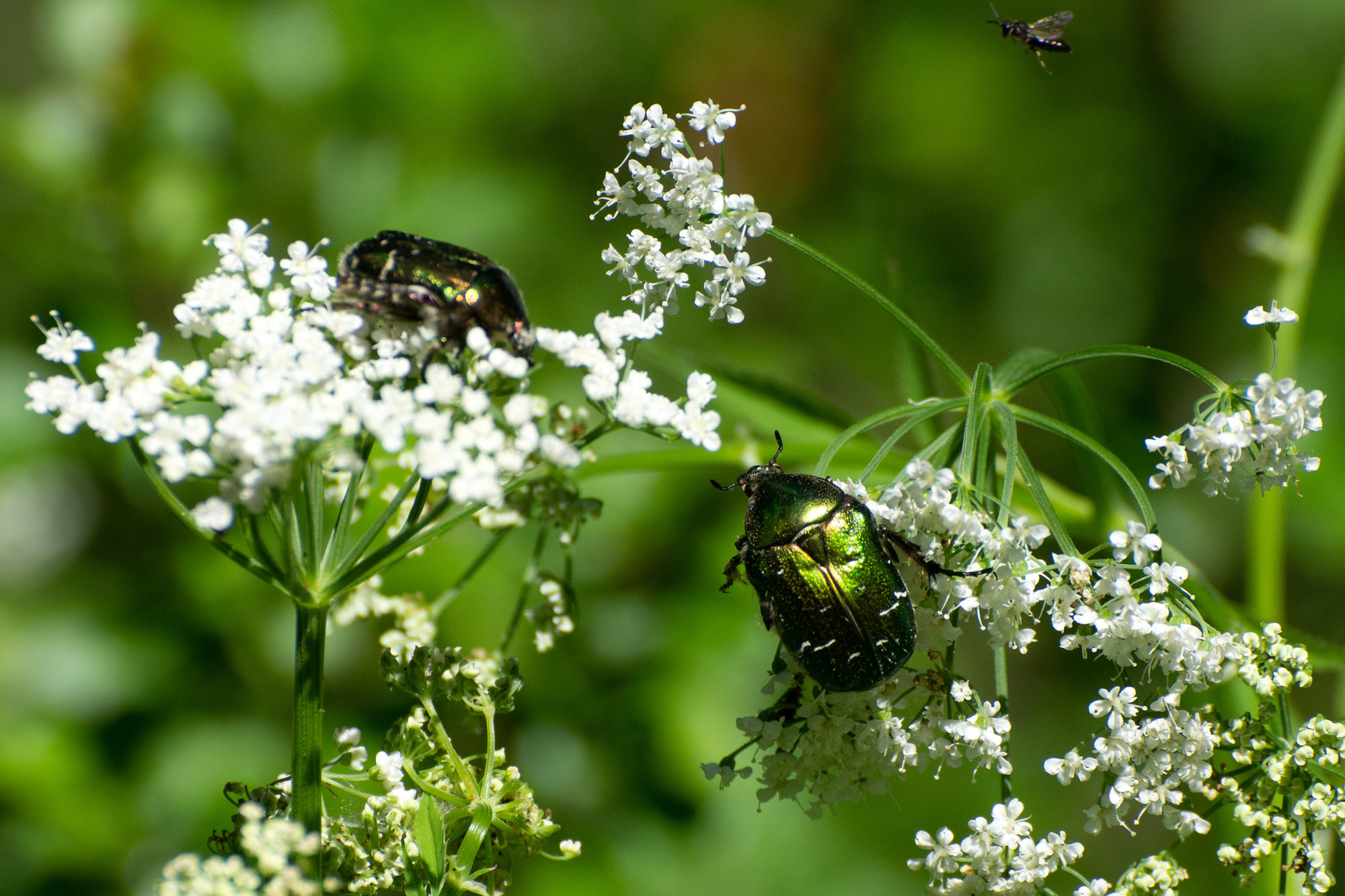 Valokuvaaja: Paavo Siukonen