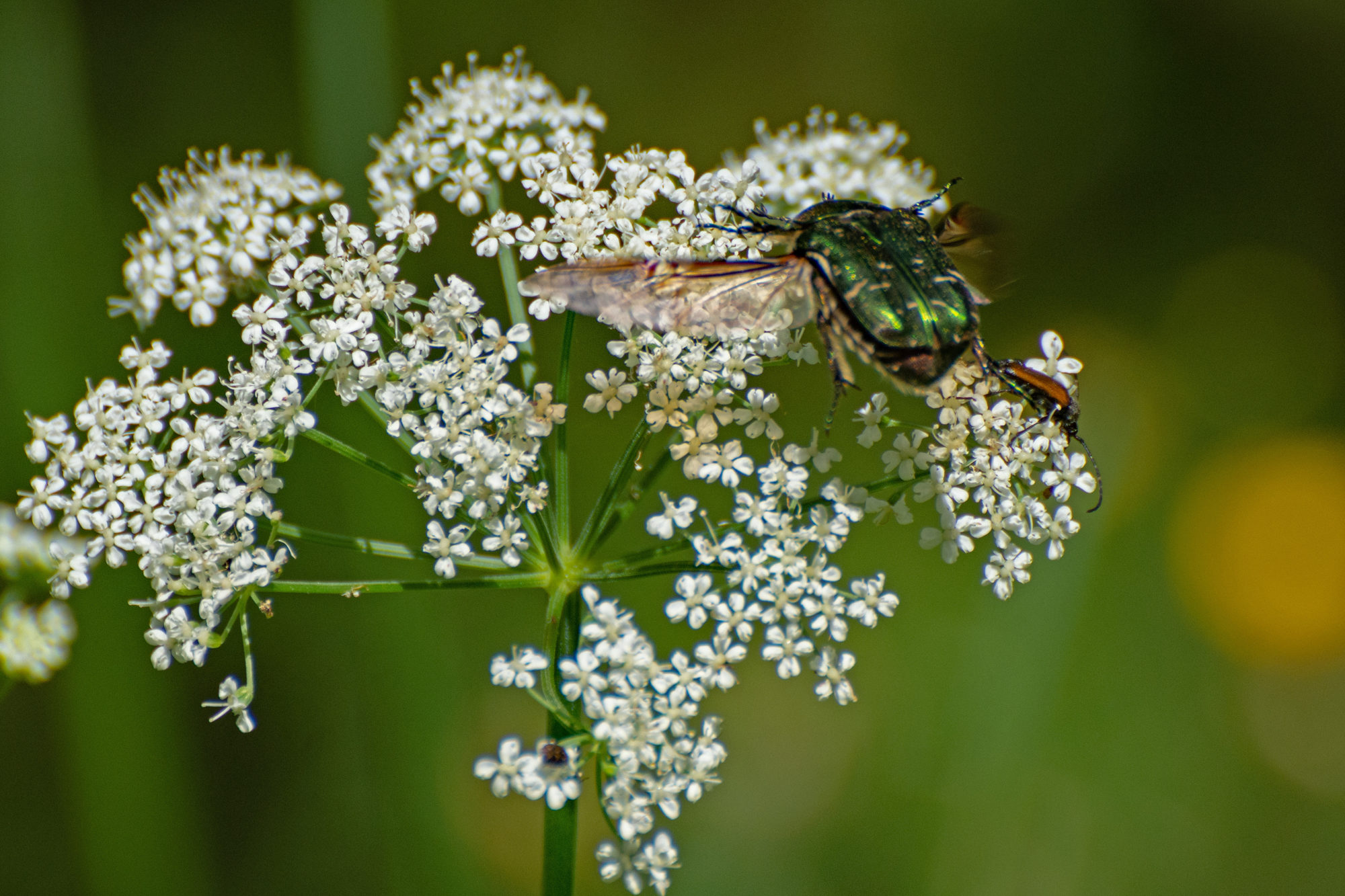 Valokuvaaja: Paavo Siukonen