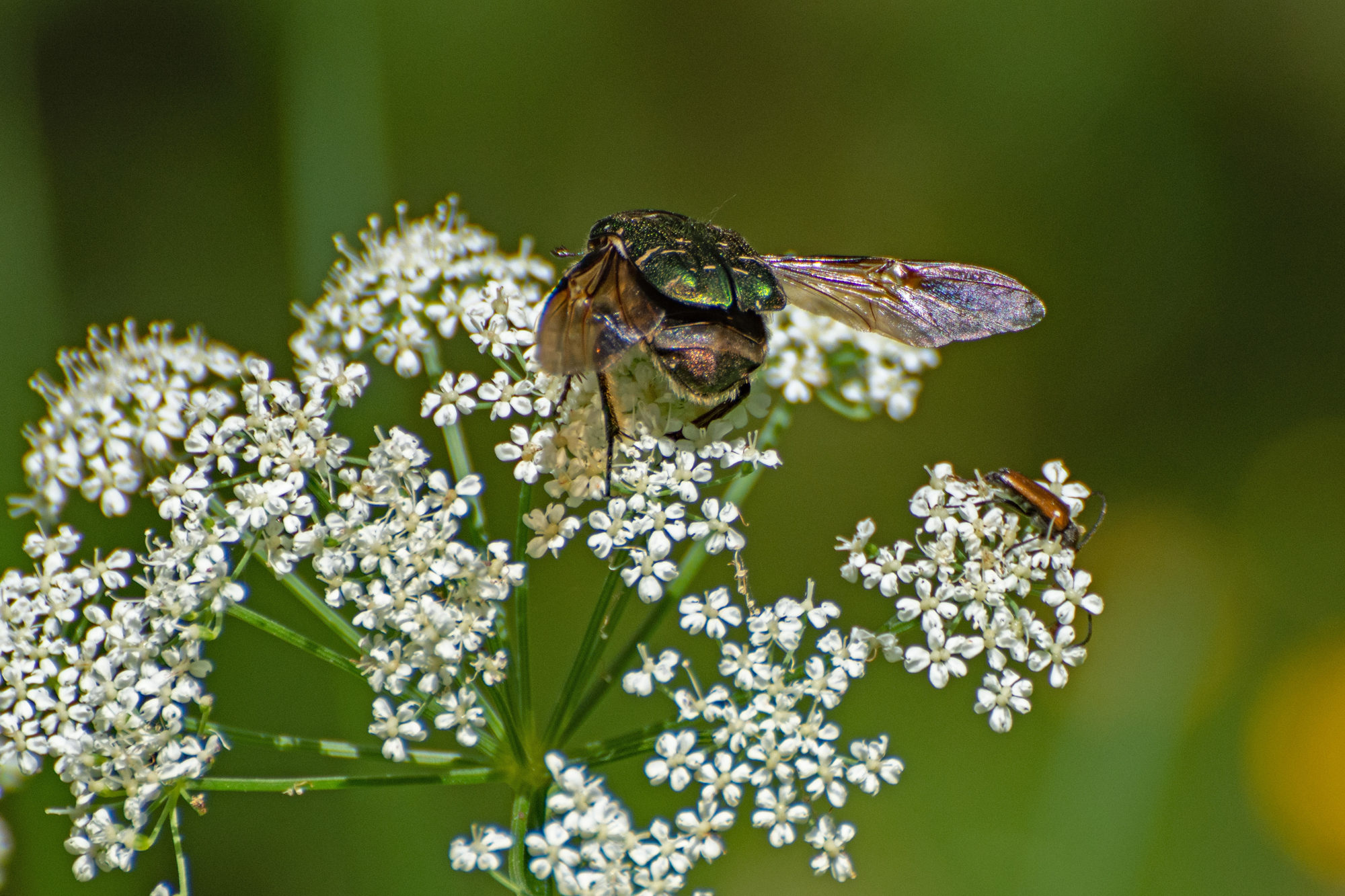 Valokuvaaja: Paavo Siukonen