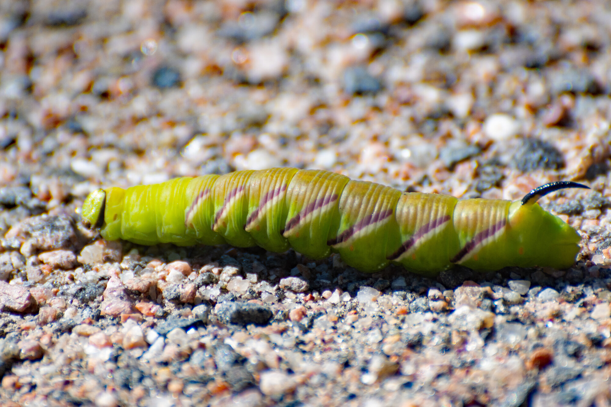 Valokuvaaja: Paavo Siukonen
