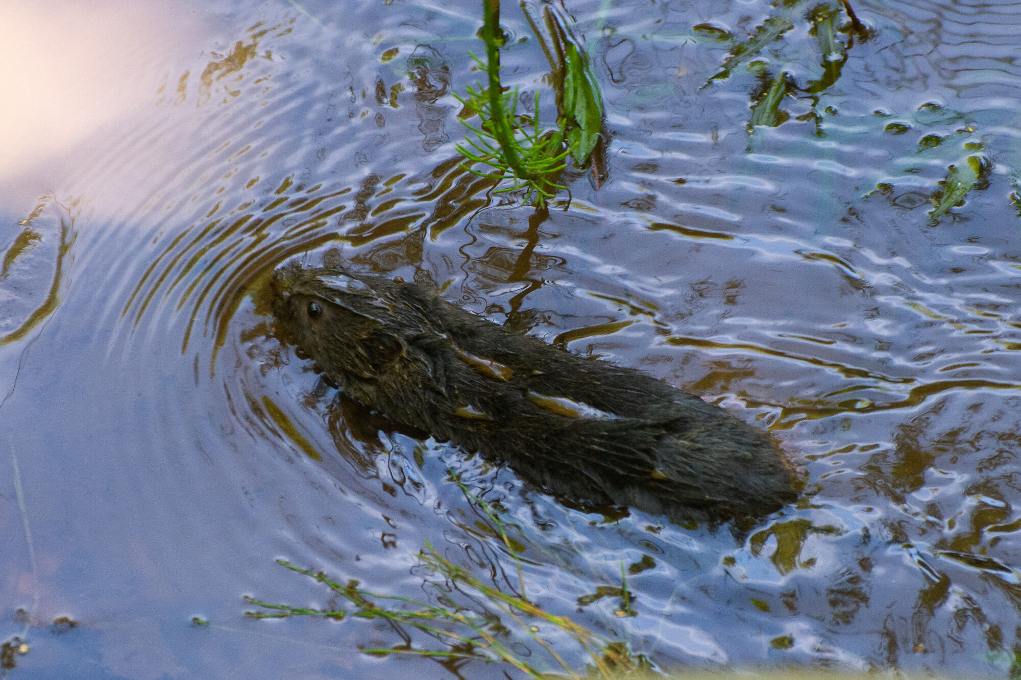 Valokuvaaja: Paavo Siukonen