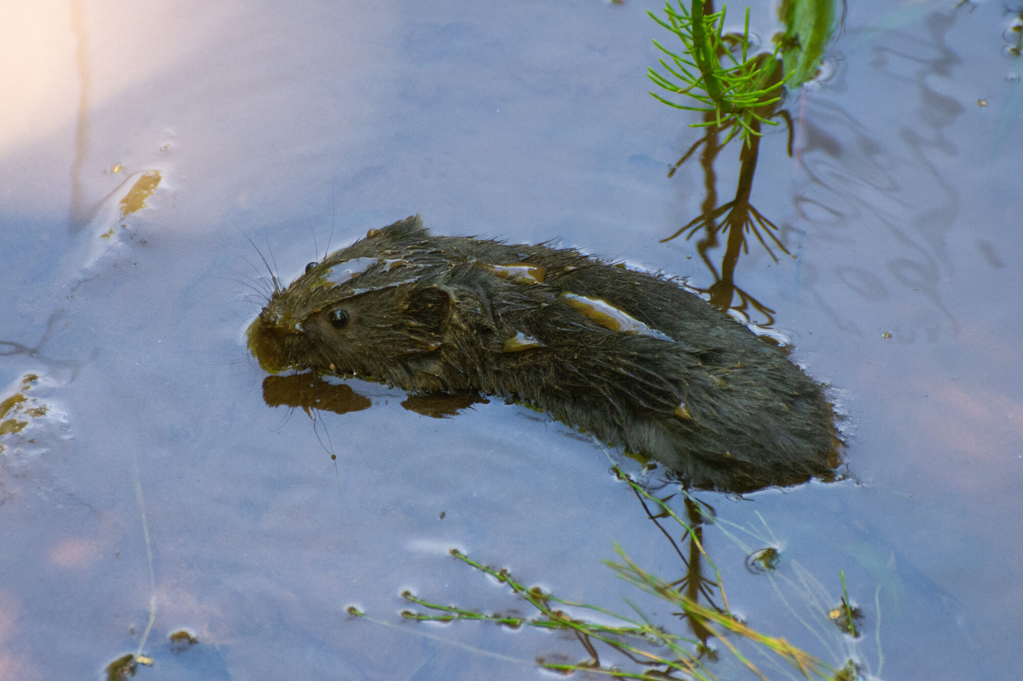 Valokuvaaja: Paavo Siukonen Valokuvaaja: Paavo Siukonen