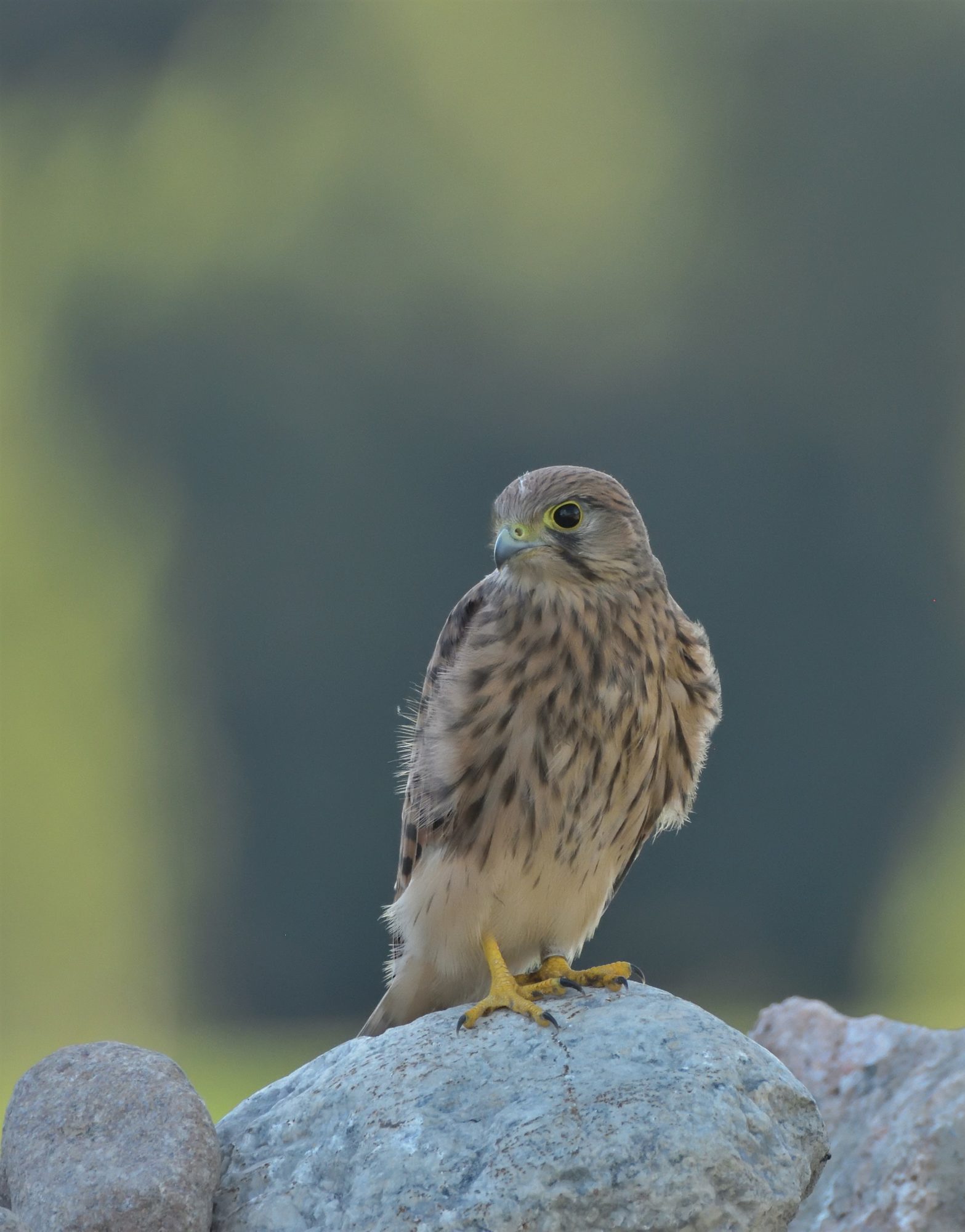 Valokuvaaja: Asko Heikkinen