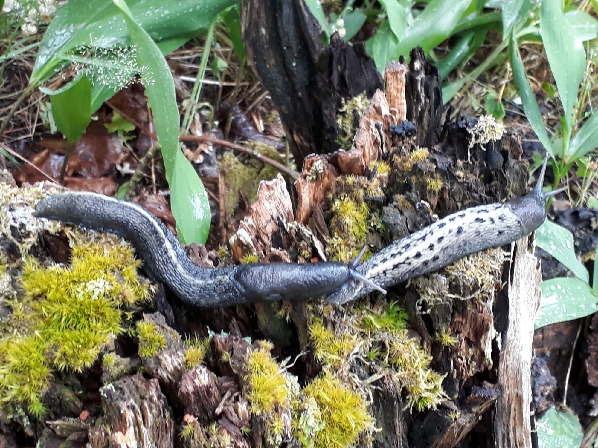 Valokuvaaja: Tapani Kunttu