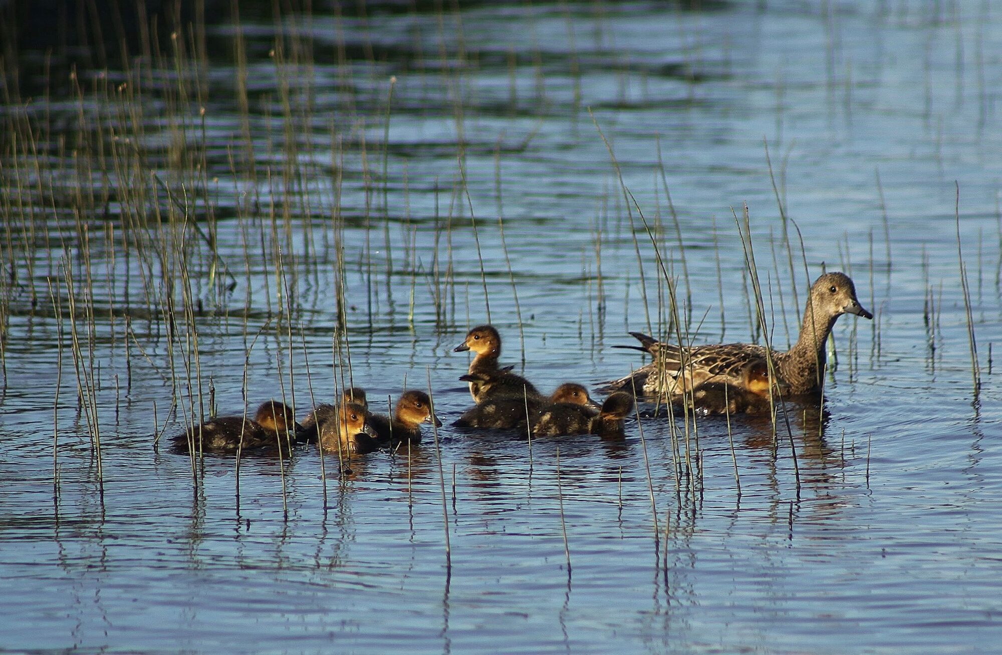 Valokuvaaja: Pirkko Siukonen