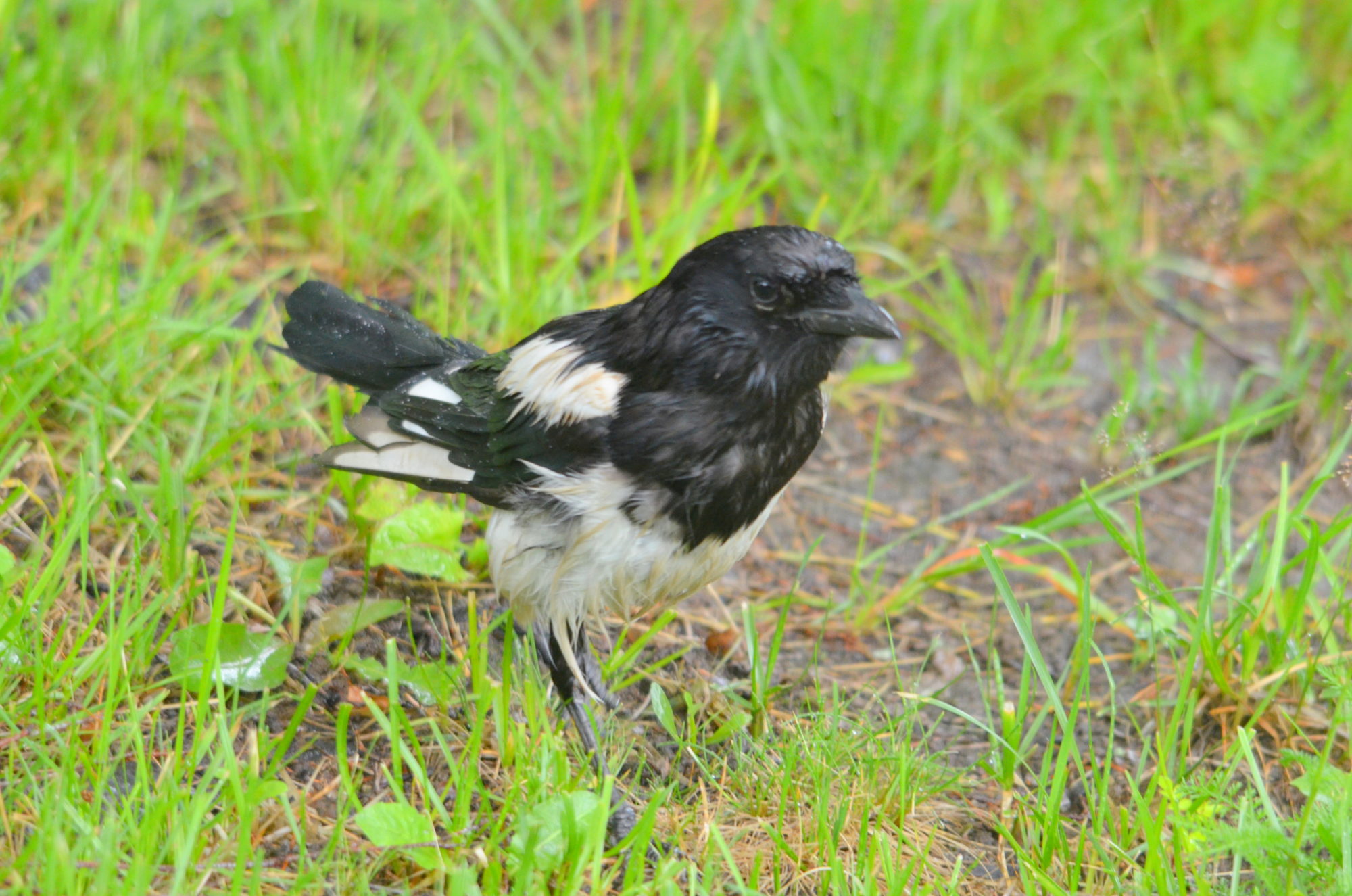 Valokuvaaja: Kaarlo Asikainen