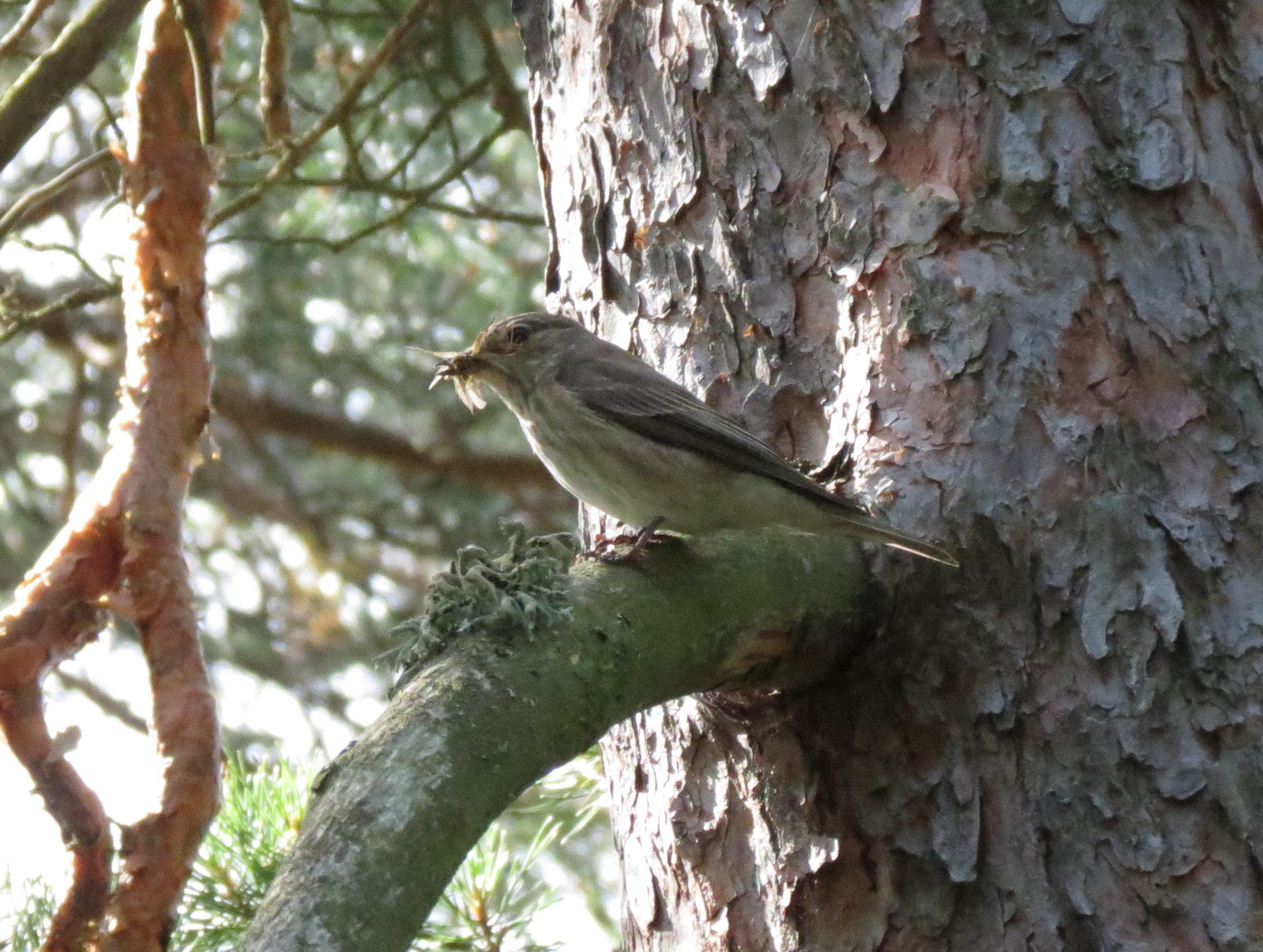 Valokuvaaja: Elina Vuorimaa-Laukkanen