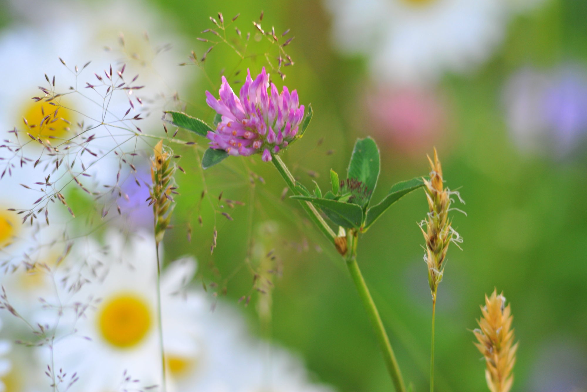 Valokuvaaja: Kaarlo Asikainen
