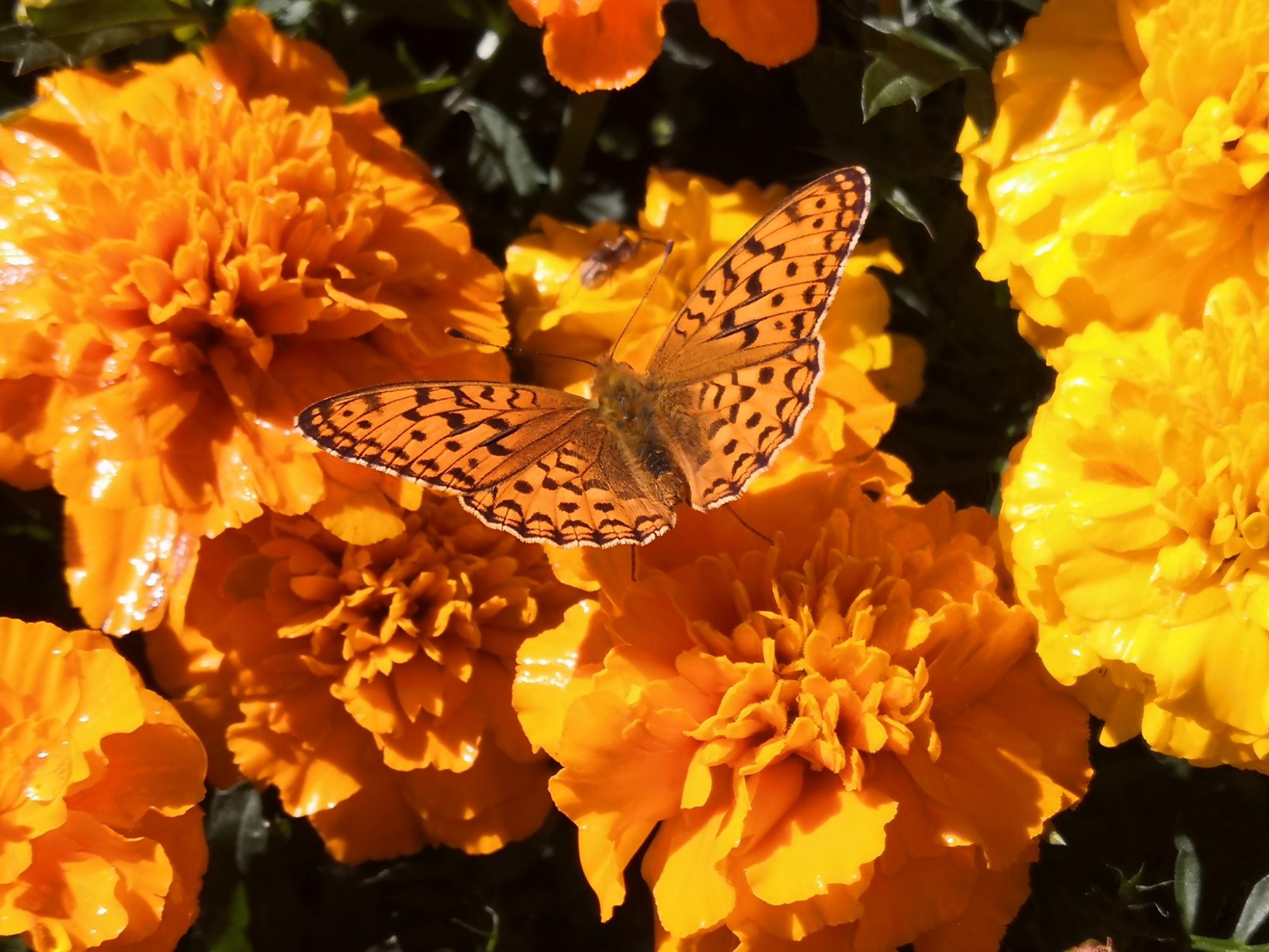 Valokuvaaja: Mari Ahtola