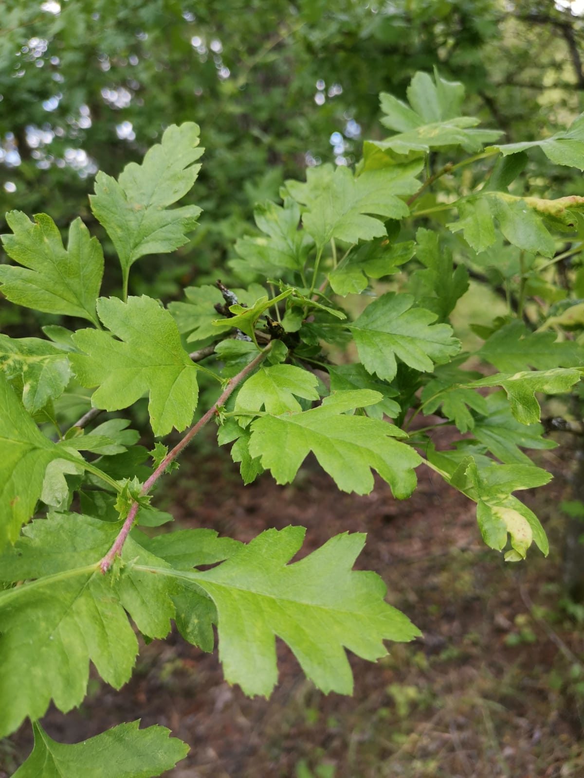 Valokuvaaja: Adina Limnell