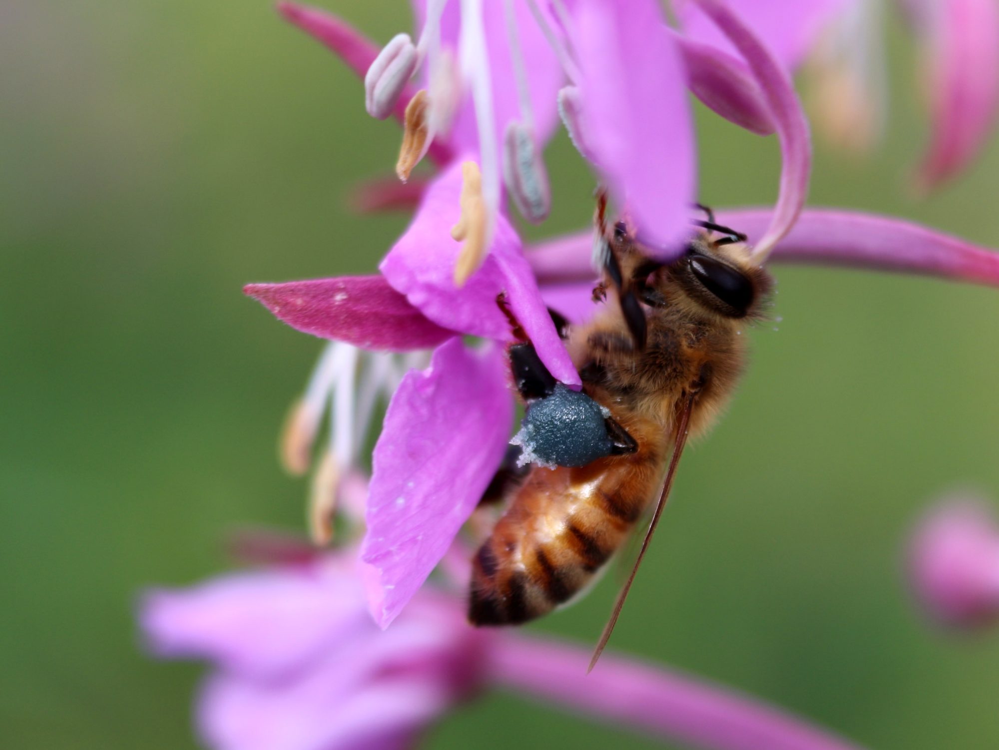 Valokuvaaja: Irja Lehtinen Valokuvaaja: Irja Lehtinen